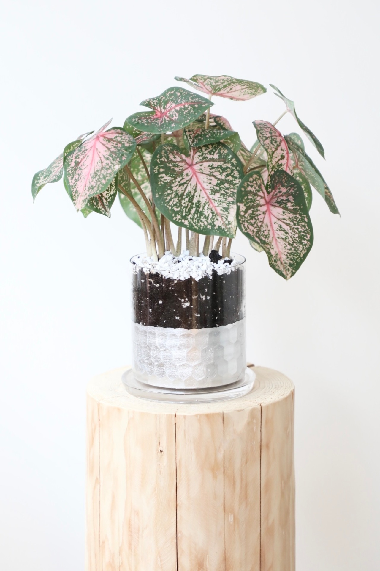 カラジウム sp.ピンク/caladium sp. pink　※鉢カバー付き