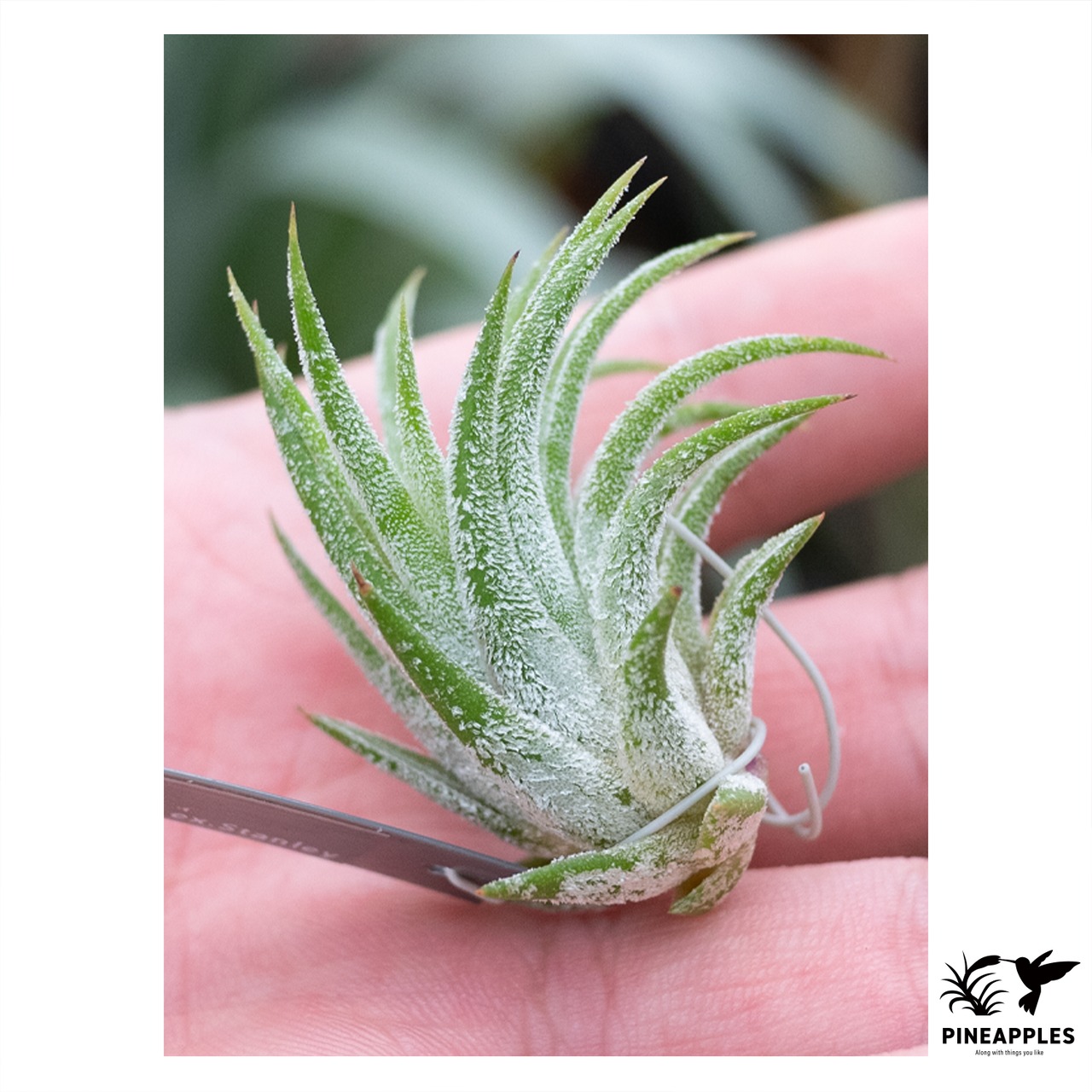 Tillandsia ionantha (Thick Leaf) - 1