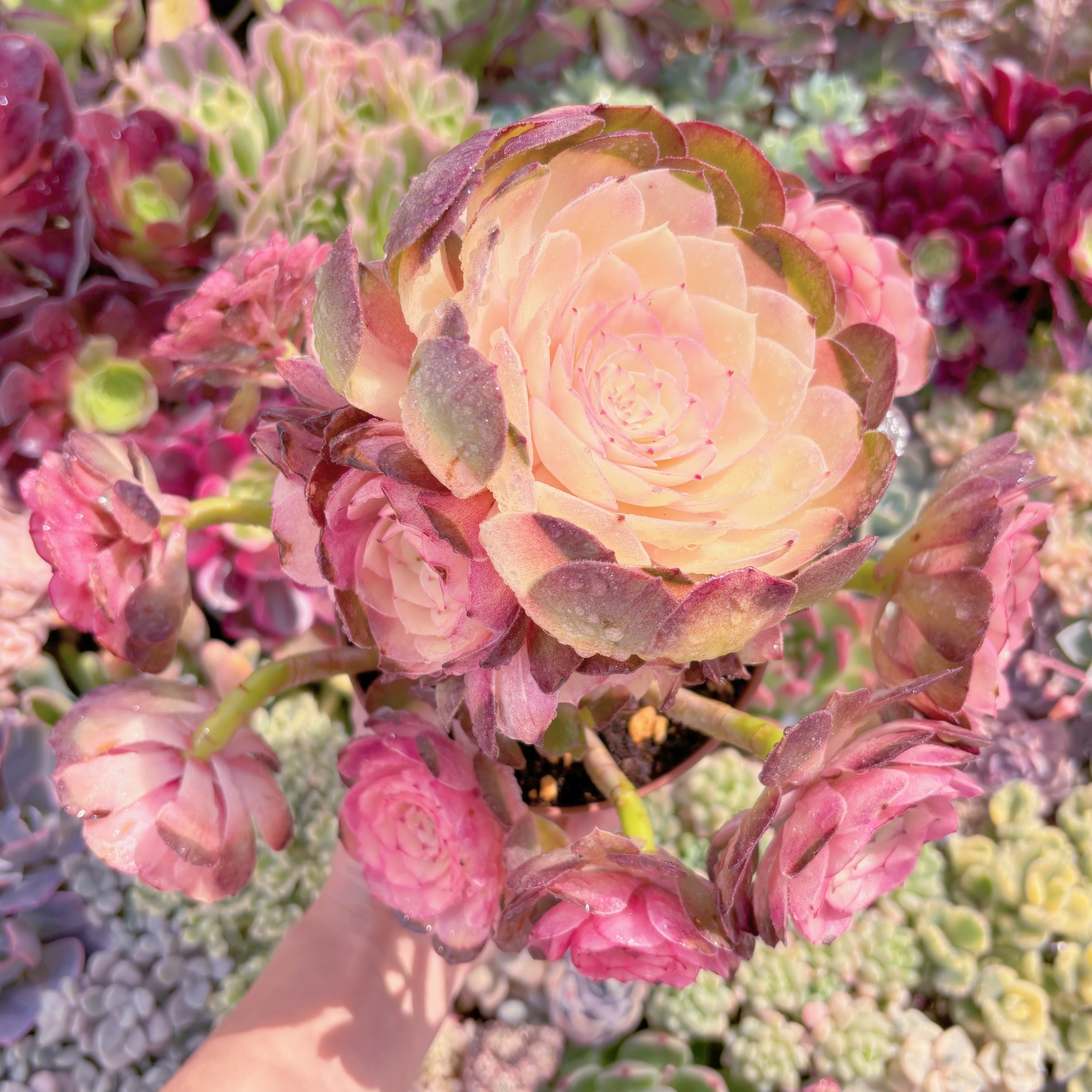 現品　ハロウィン白錦#889　特大群生　新入荷　るる農園