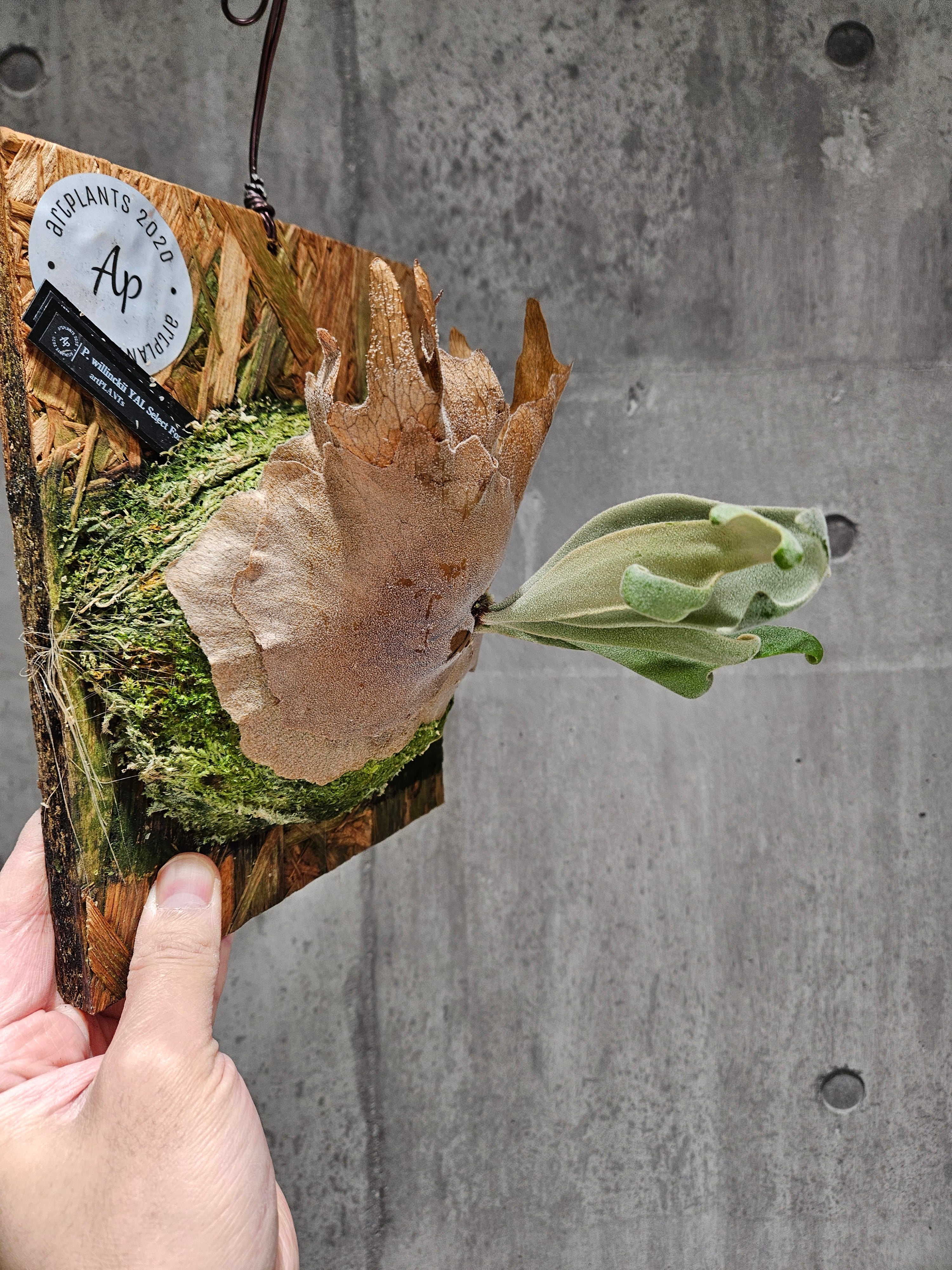 P.willinkii YAL Select Form (Pup)【artPLANTs/PLANTS GARAGE P.willinkii YAL Select Form (Pup)【artPLANTs/PLANTS GARAGE