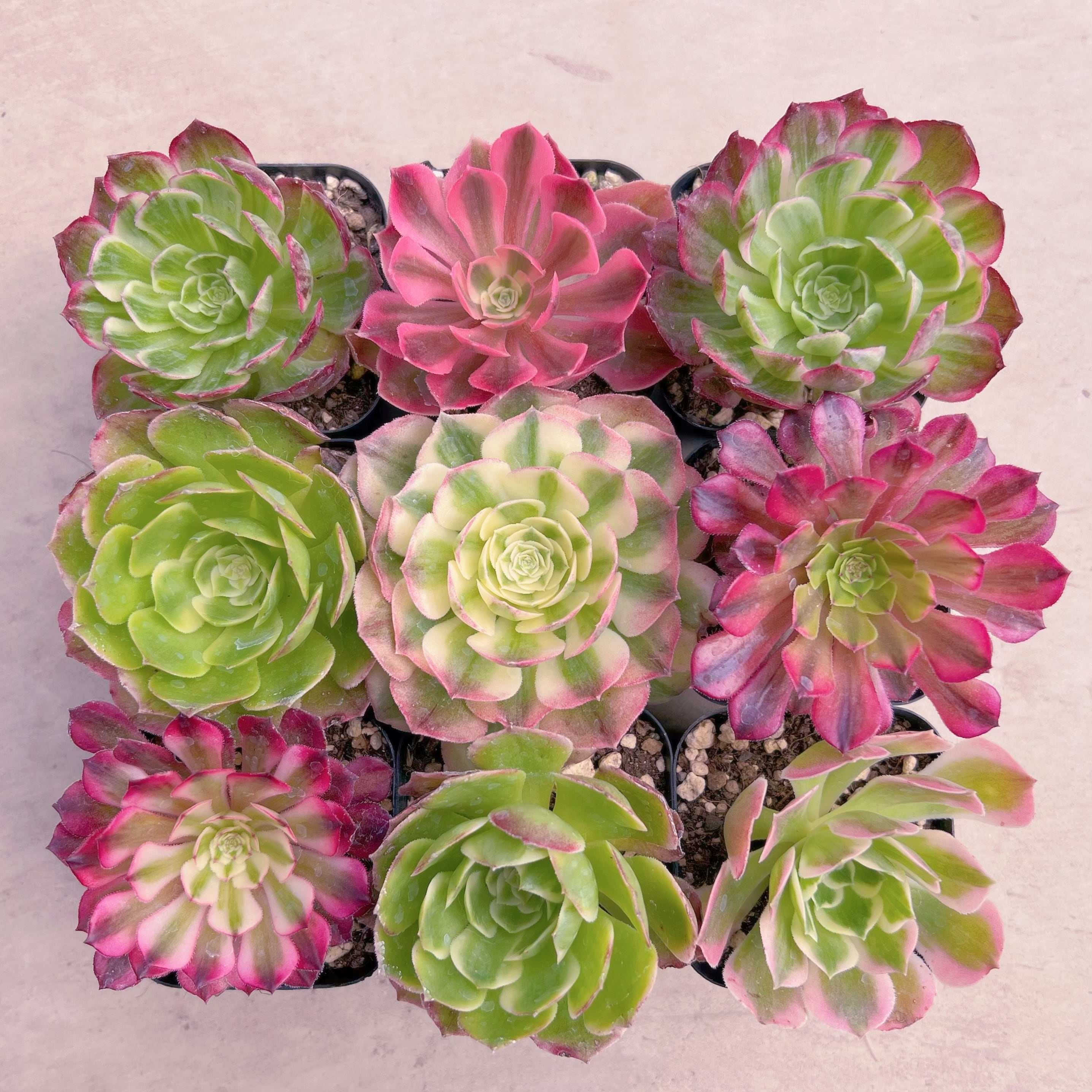 BASE販売会セット002(名無しMix)