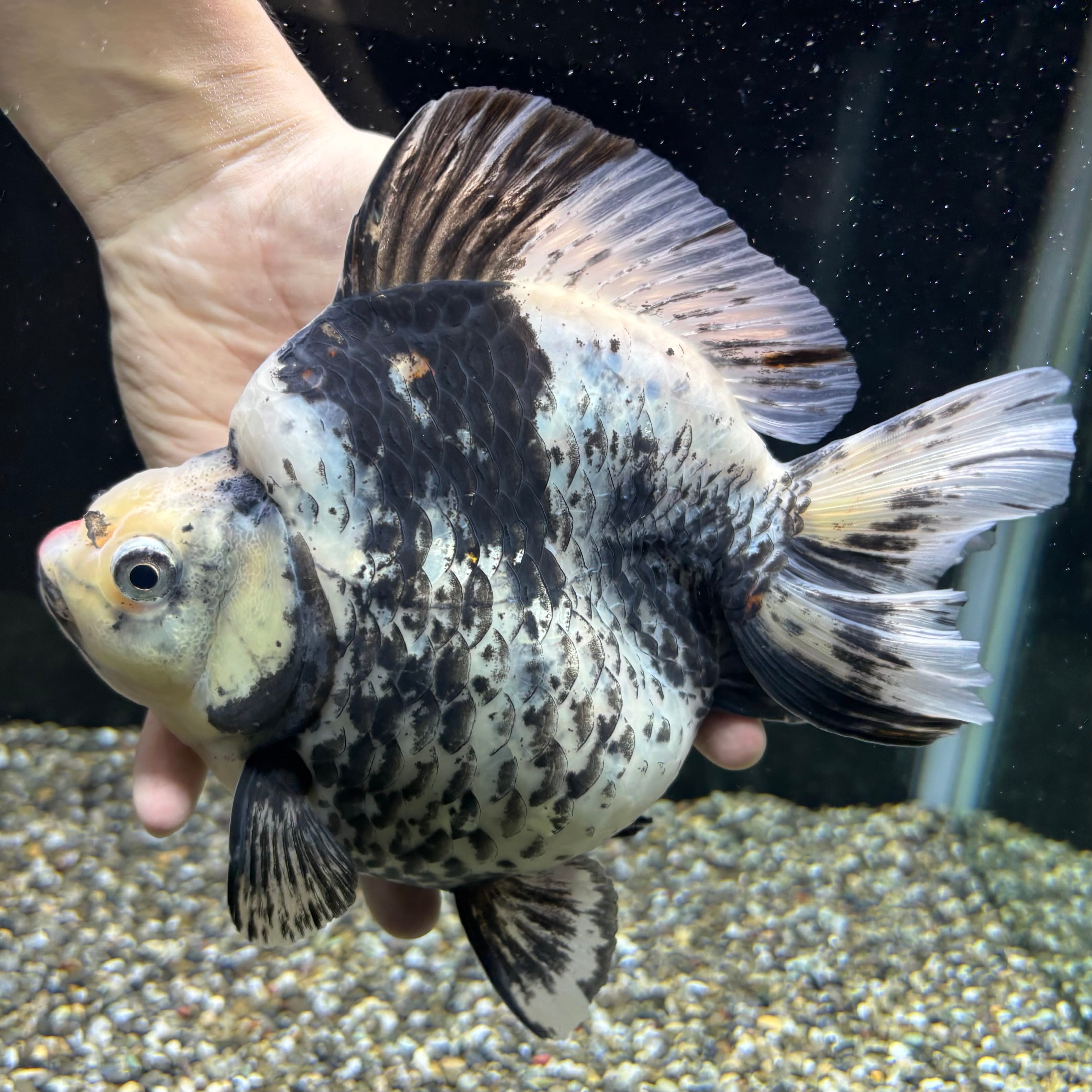 ⑯ 超極上個体 達磨 琉金ロングテール金魚 21cm位(その他)｜売買された