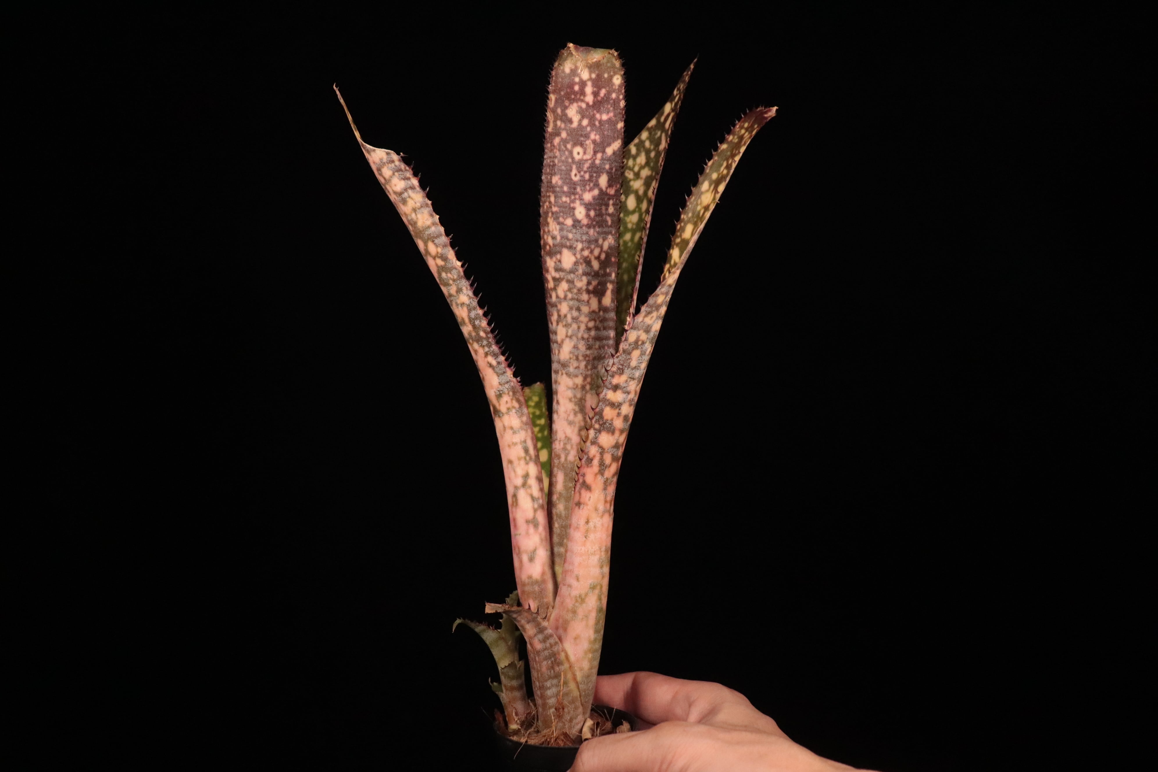 送料無料】Billbergia 'Kolan Offspring'〔ビルベルギア〕現品発送