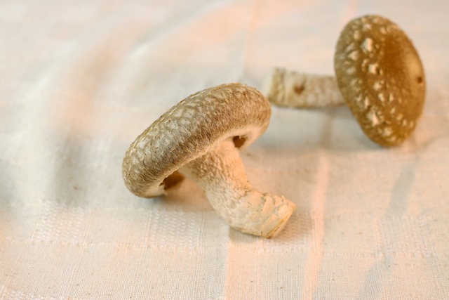 肉厚 生しいたけ 1kg