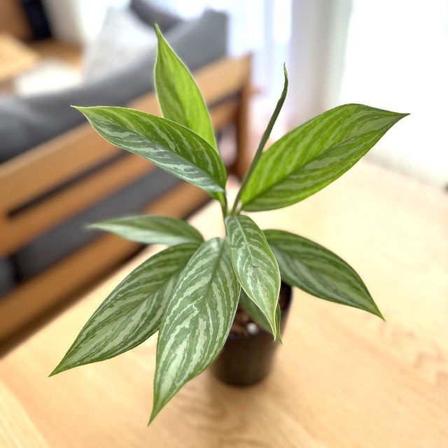 アグラオネマ・カーティシー