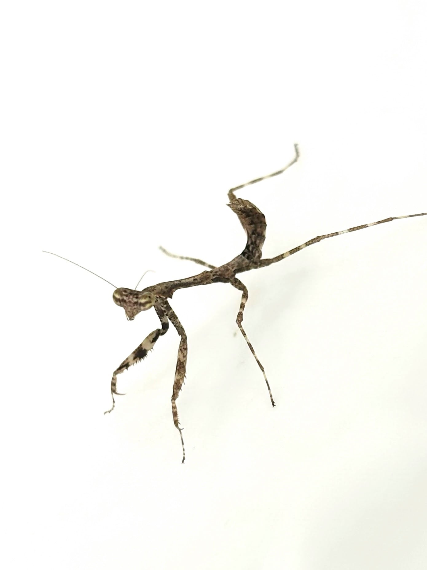 121mm】タイタンオオウスバカミキリ カブトムシクワガタハナムグリ