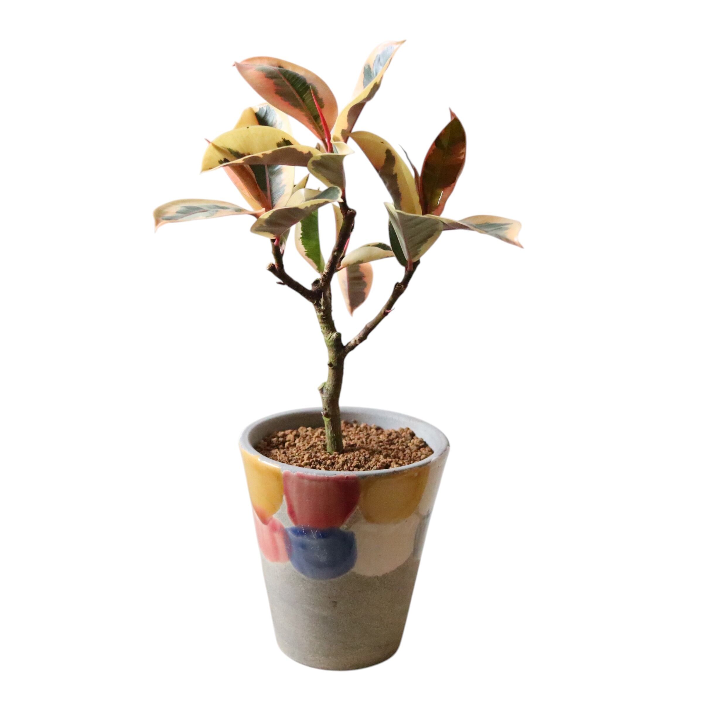 フィカス ティネケ(50cm)