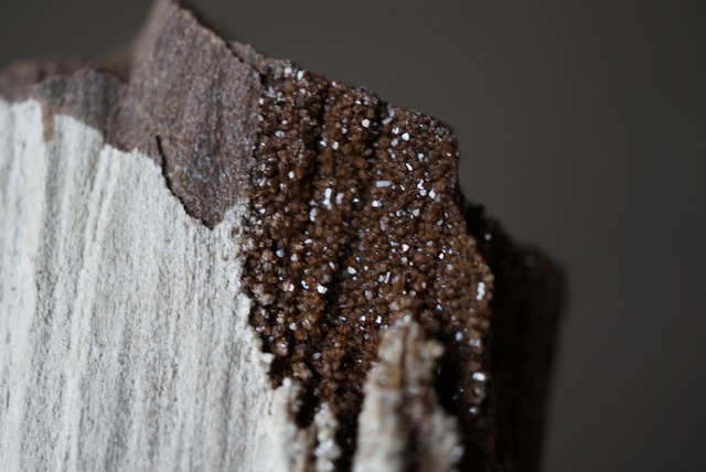 ドイツ産ドゥルージーペトリファイドウッド Petrified Wood / Quartz 1836