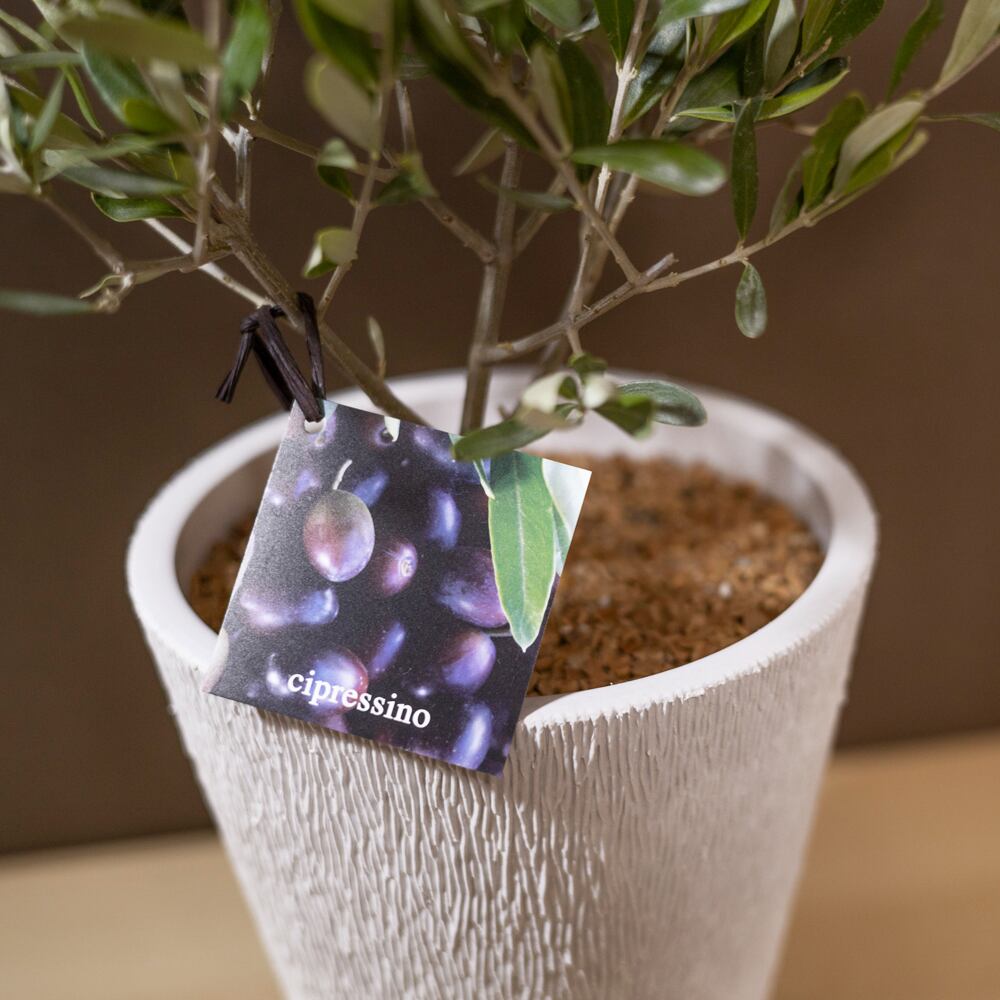 創樹 オリーブの木 SOUJU Cipressino チプレシーノ 5寸 ボタニー