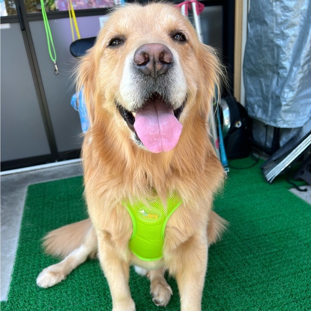 大型犬　ハーネス リード付き 可愛い　ゴールデンレトリバー　レトリバー