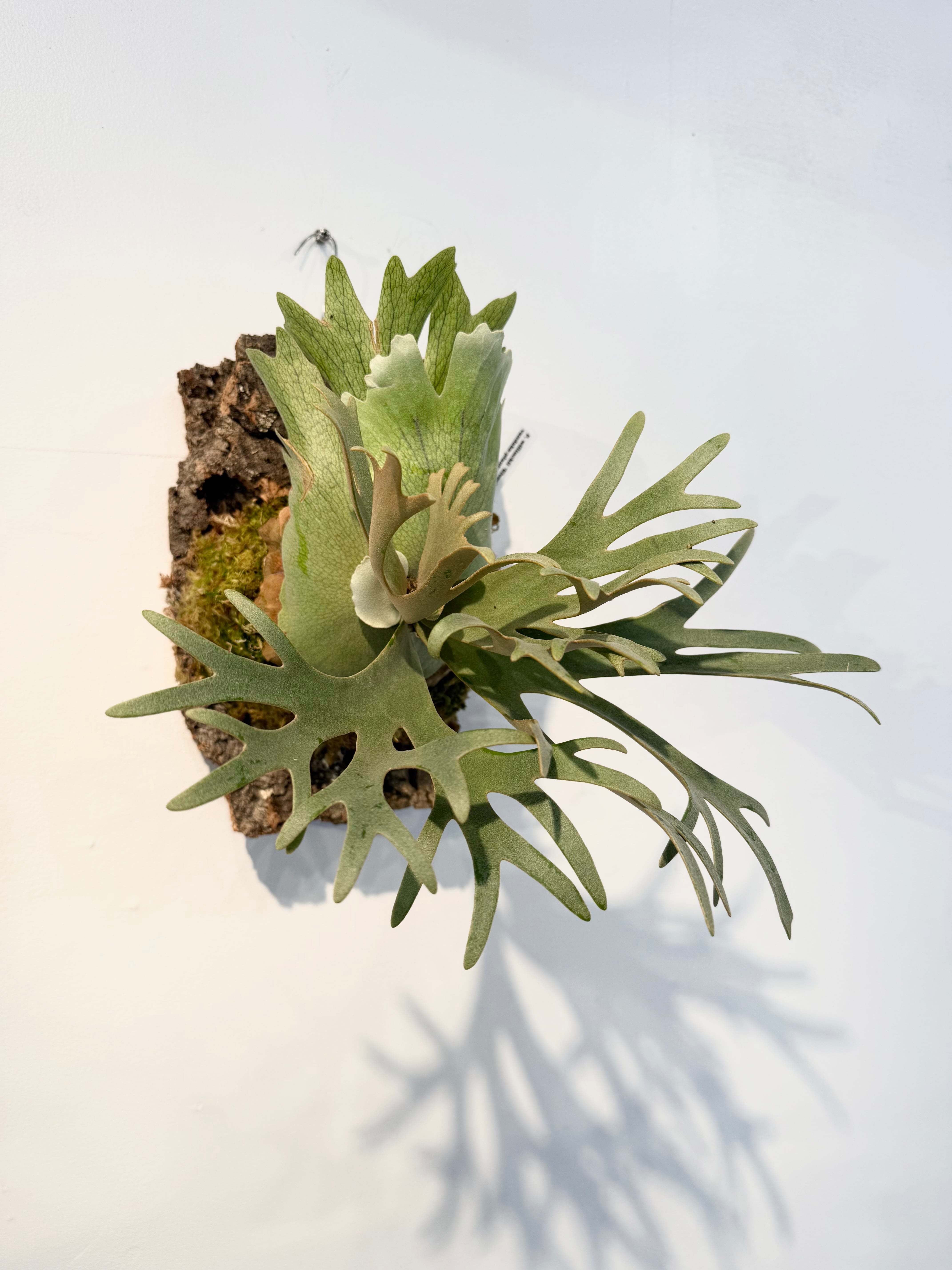 a) P. willinckii 'Elves' ビカクシダ ウィリンキー 'エルベス