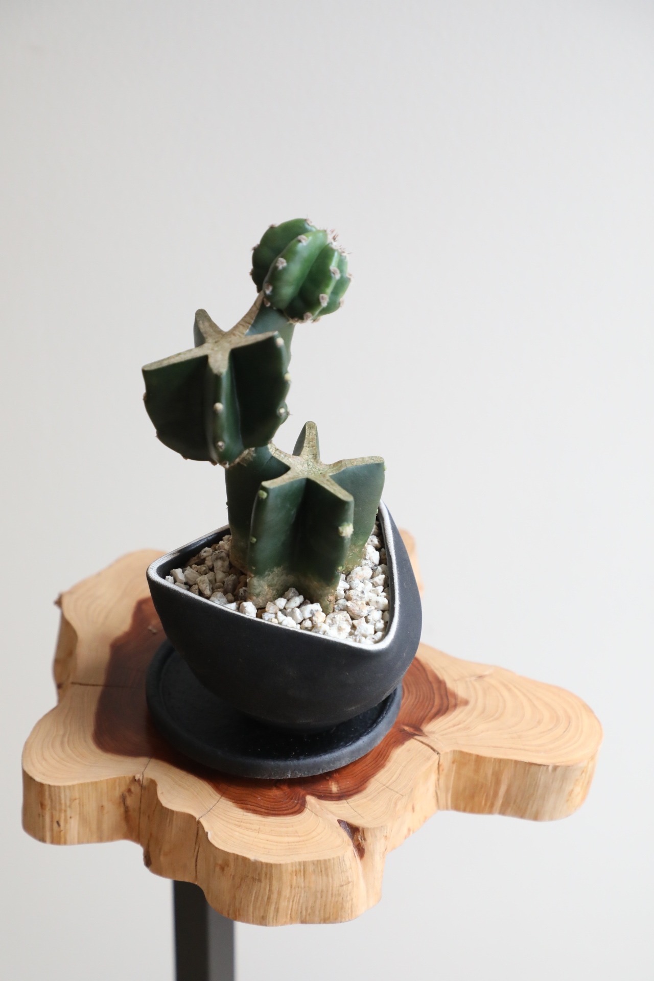 【S】サボテン ブランチ　※陶器鉢付き