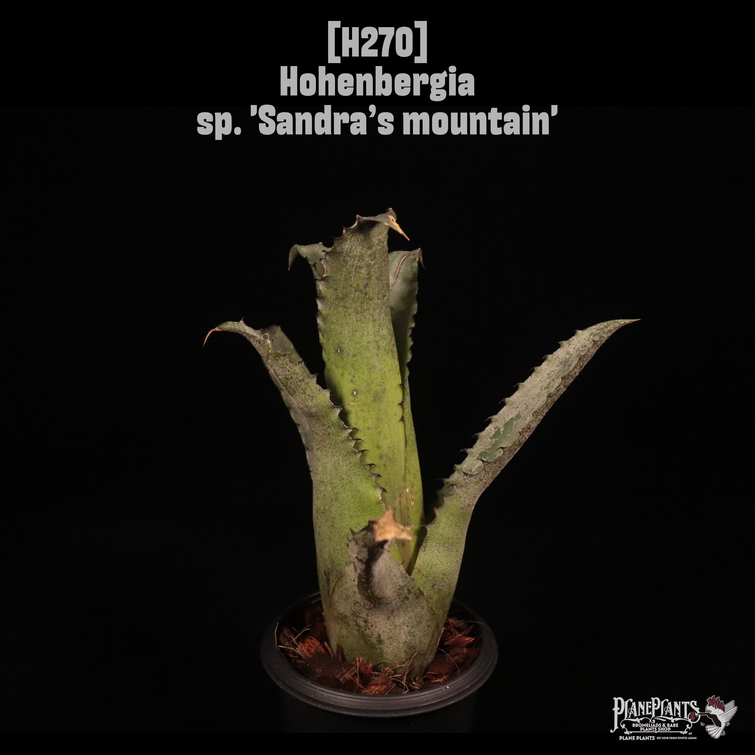 Hohenbergia sp. 'Sandra’s mountain'〔ホヘンベルギア〕H270