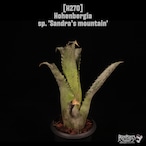 Hohenbergia sp. 'Sandra’s mountain'〔ホヘンベルギア〕H270