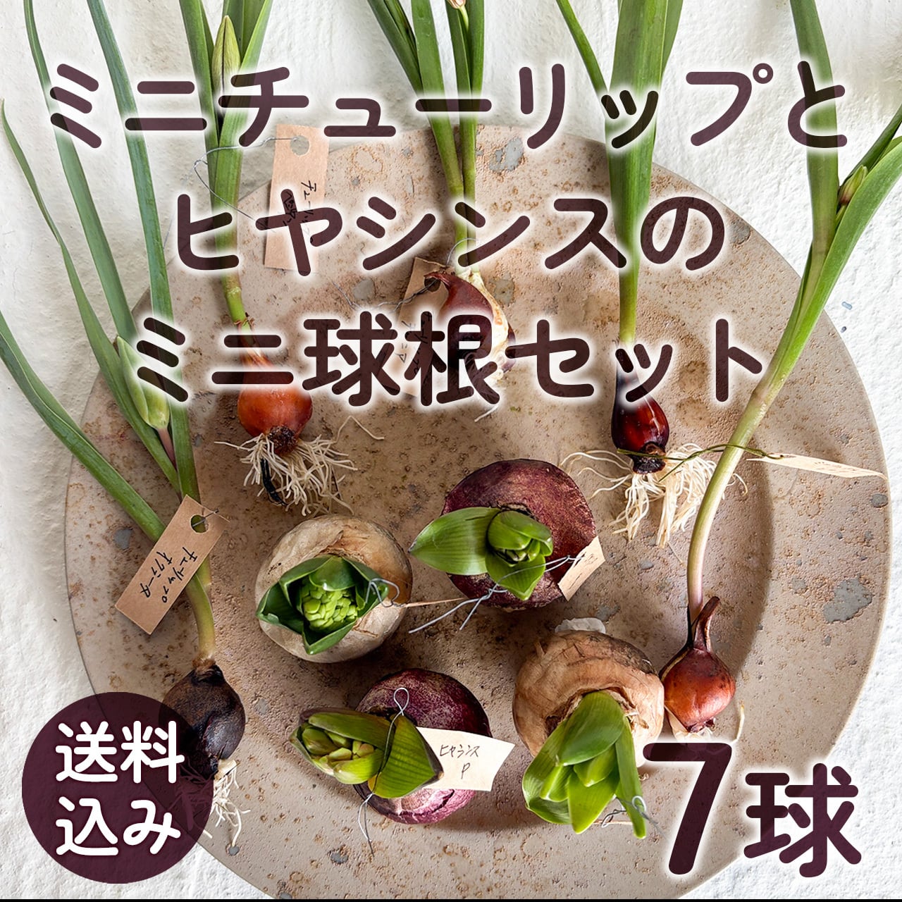 数量限定〉花つき球根 ミニチューリップとヒヤシンス 7球セット