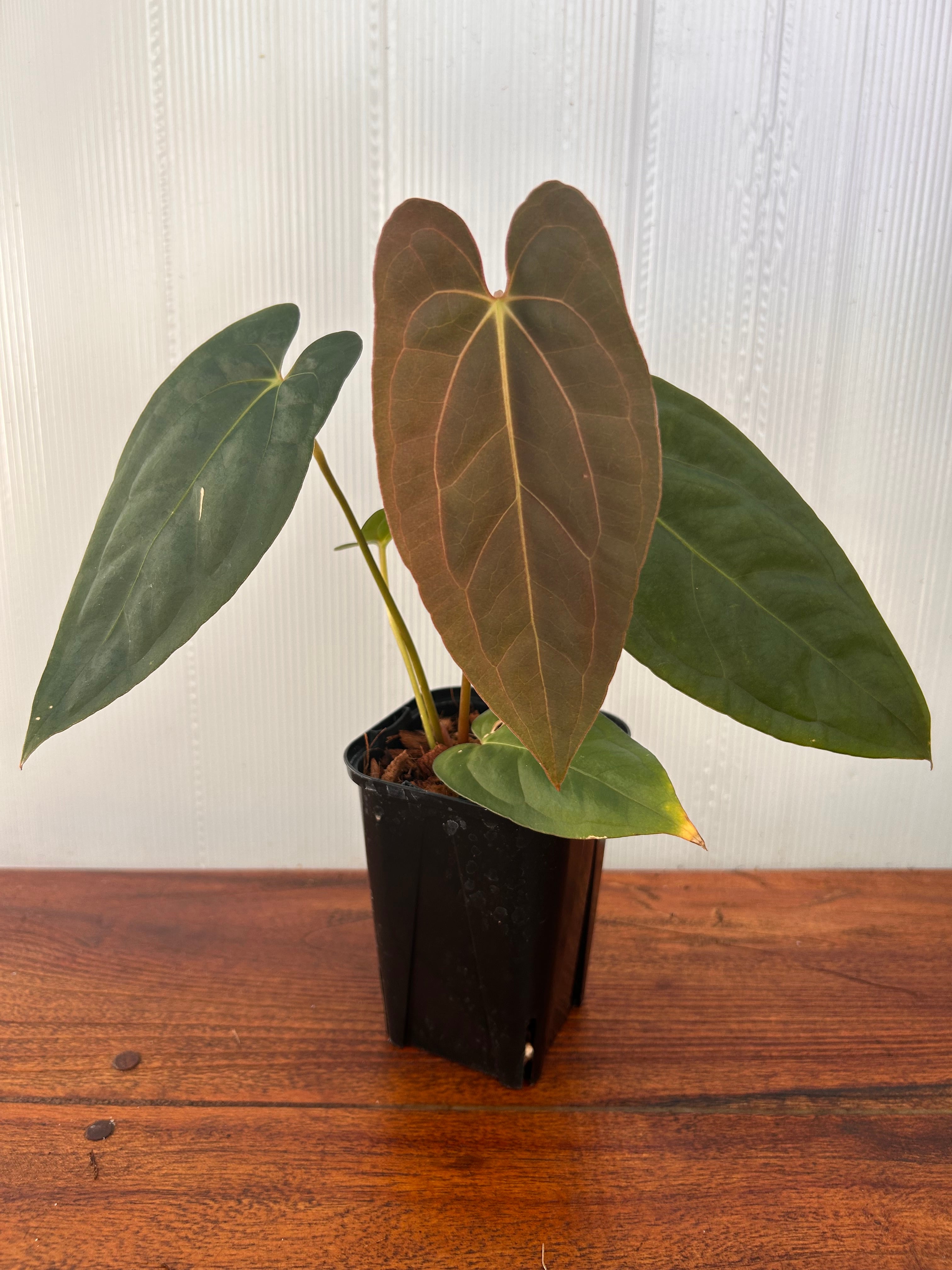 Anthurium | BALI-AN 園芸