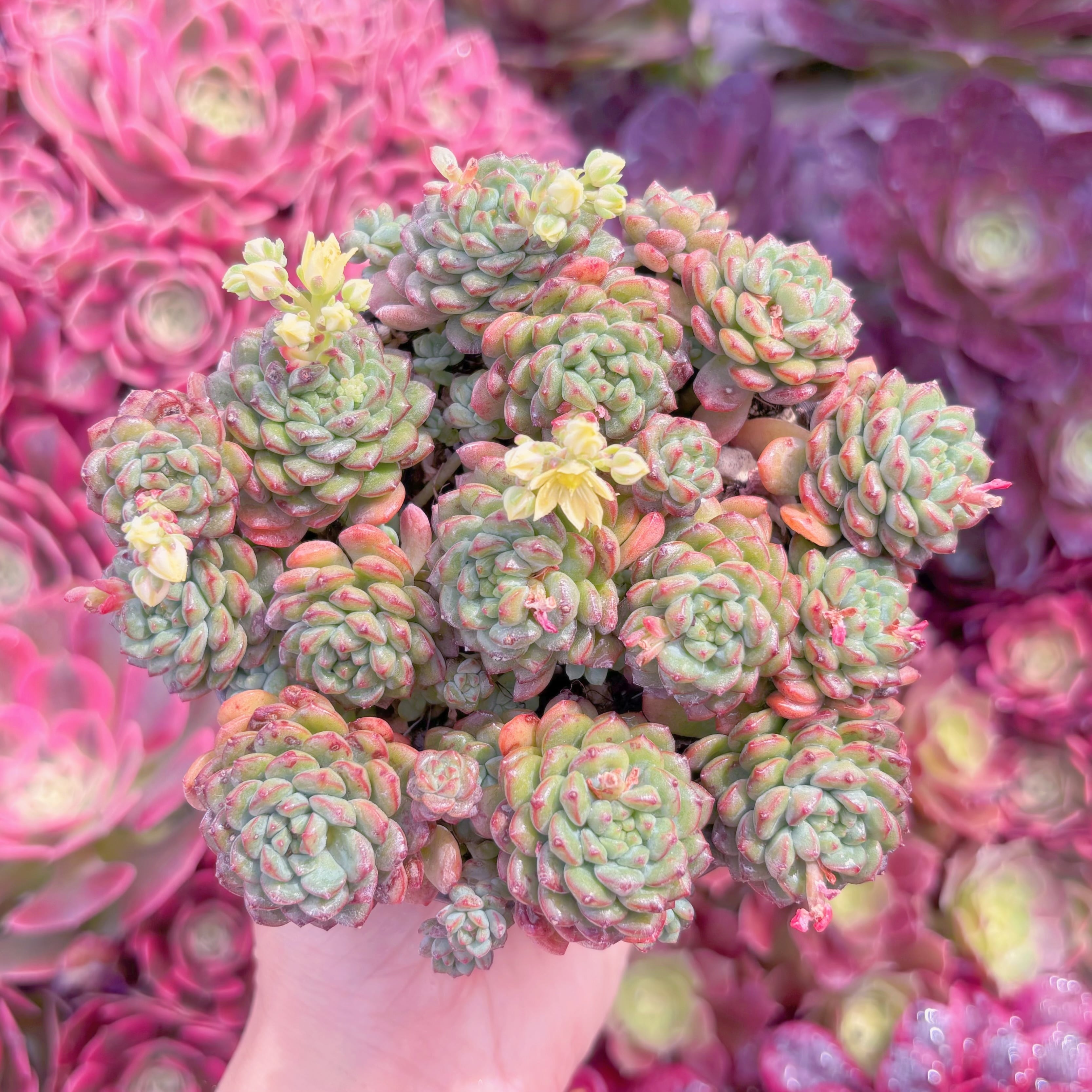 現品　コルネット#K554   大群生　るる農園