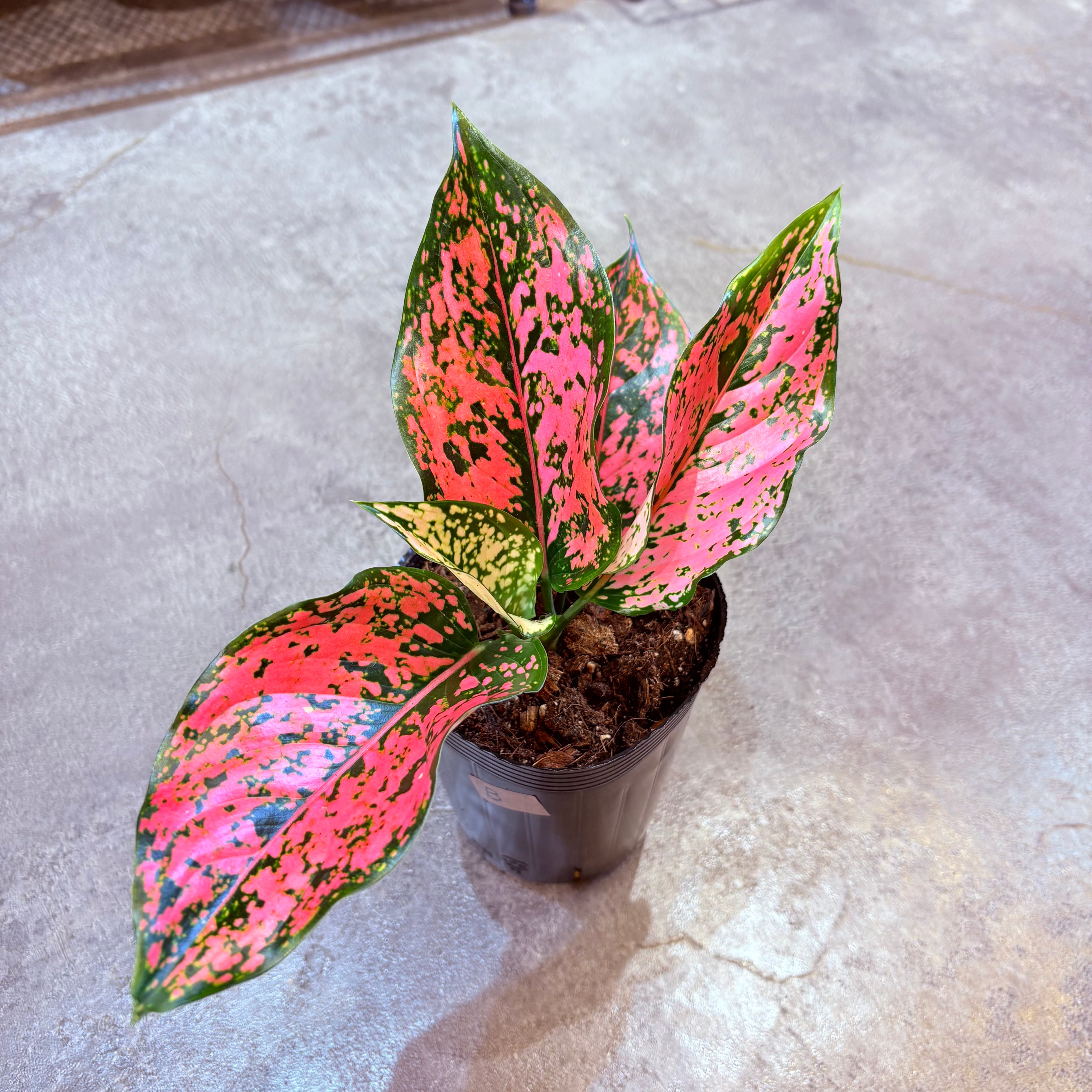 アグラオネマ ニューカンクンピンク 3.5号 B | Green Vibes 宇都宮市の