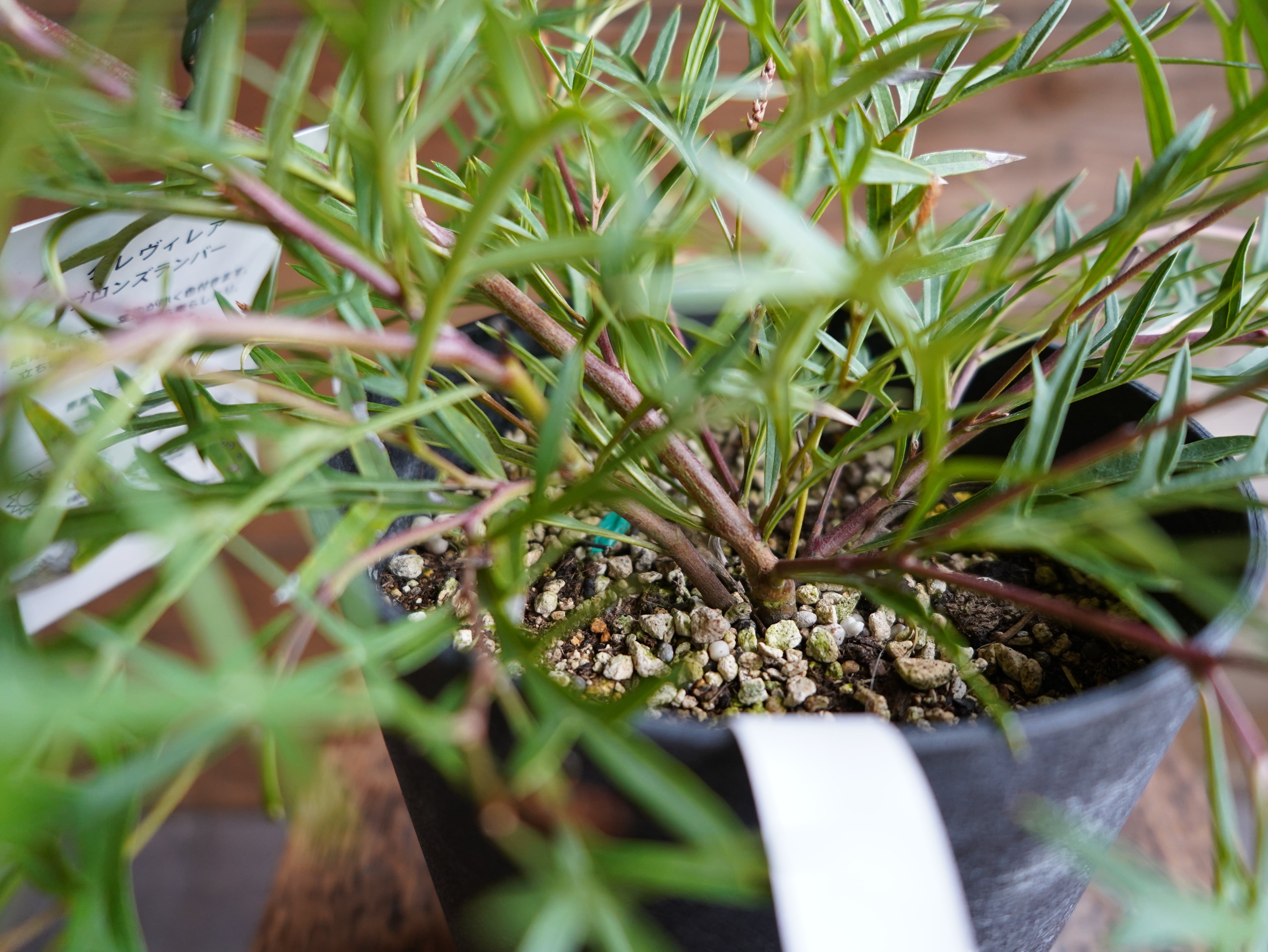 【現物】グレビレア ”ブロンズランバー” C