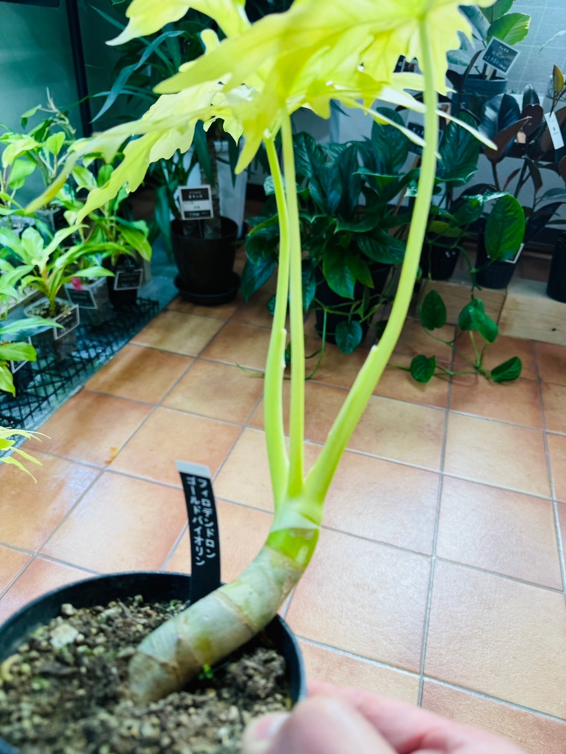 ワルセヴィッチフラバム オーレア フィロデンドロン ① 観葉植物 4号