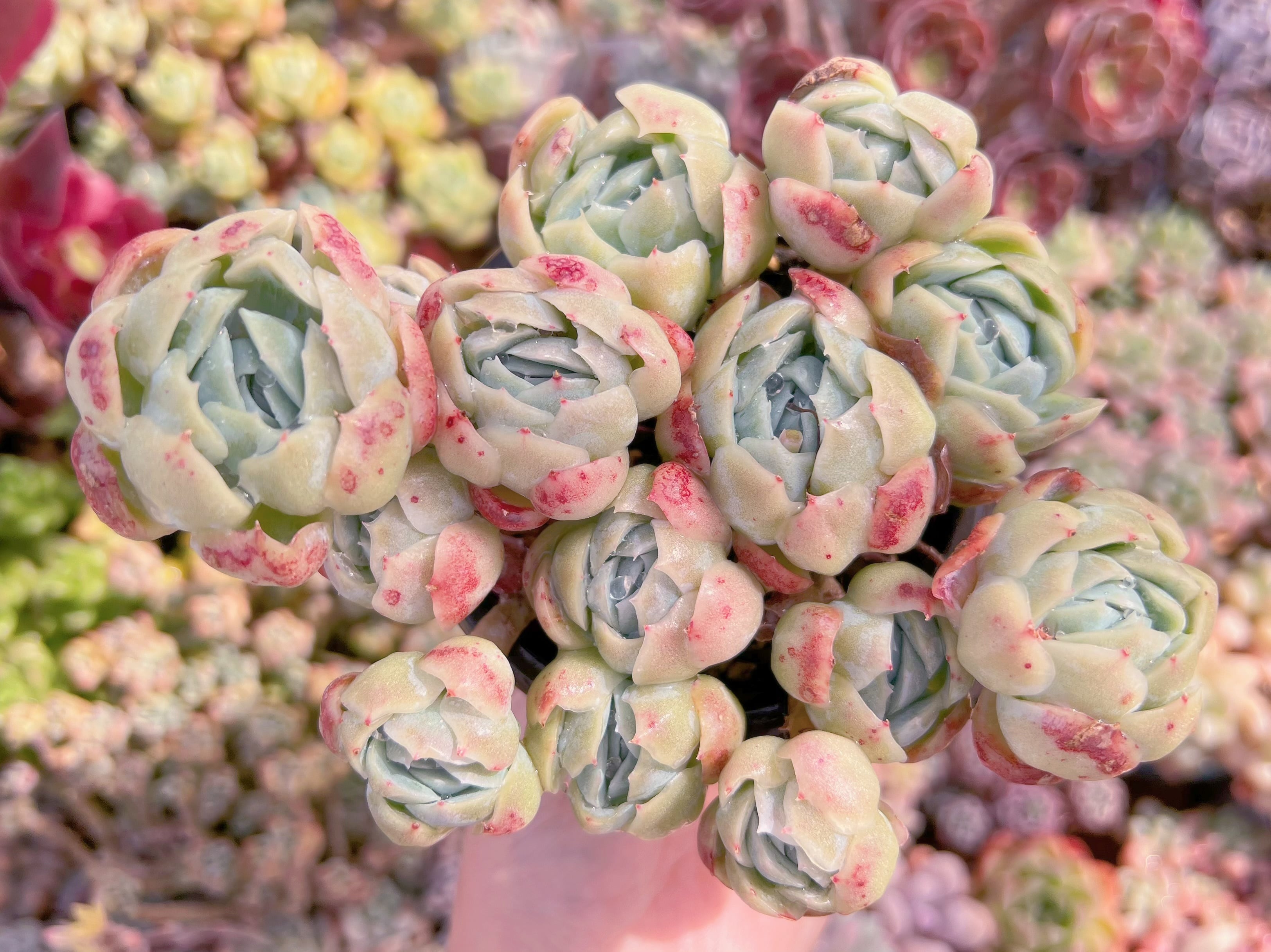 現品　クリームベリー#657　るる農園