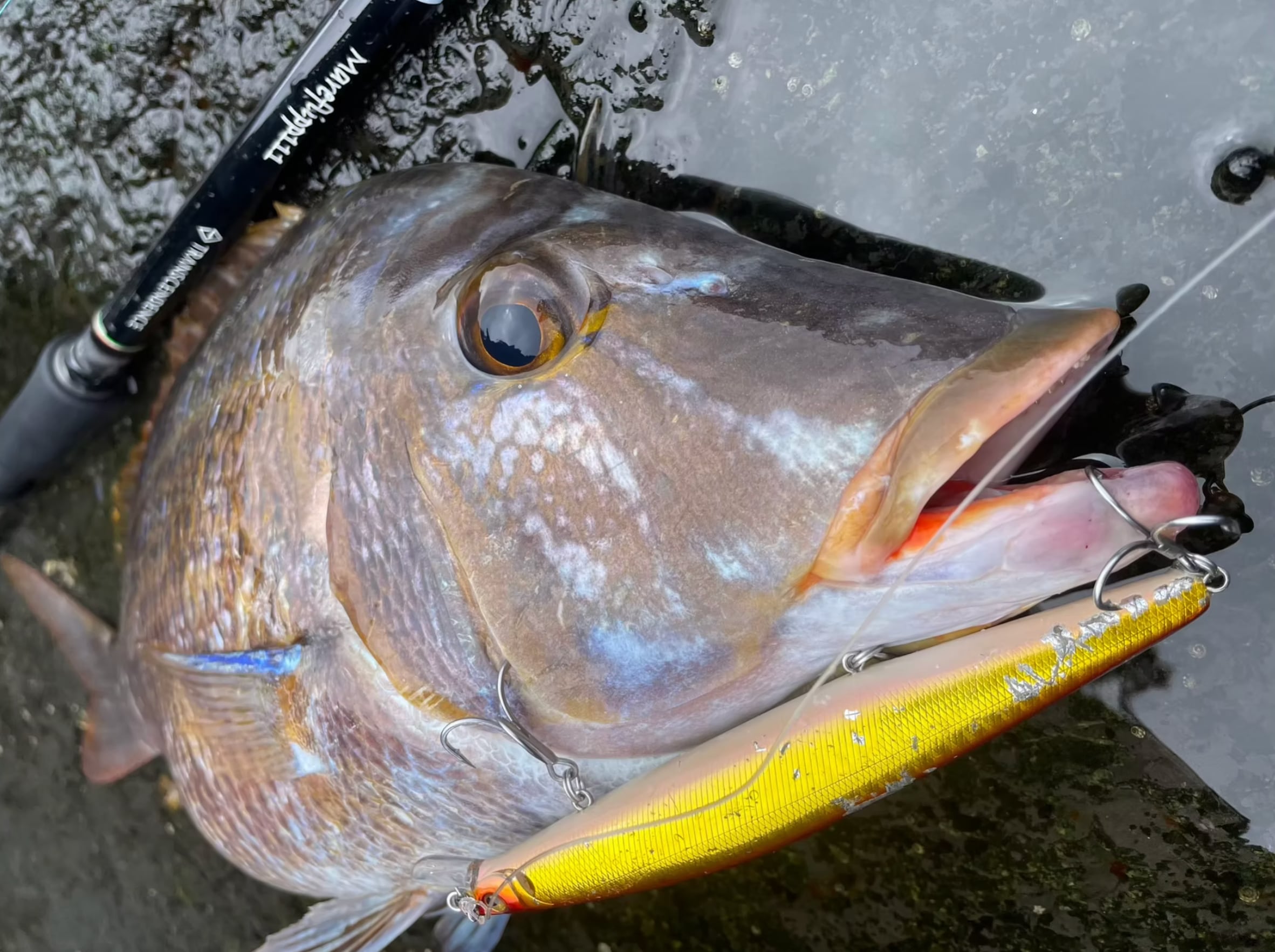 TRANSCENDENCE Mareflipp102S | JUNCTION LEATHER&RIVER SHOP