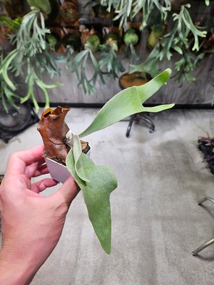 P.willinckii OMG × Ginka Spore【artPLANTs/PLANTS GARAG】ビカクシダ#Platycerium