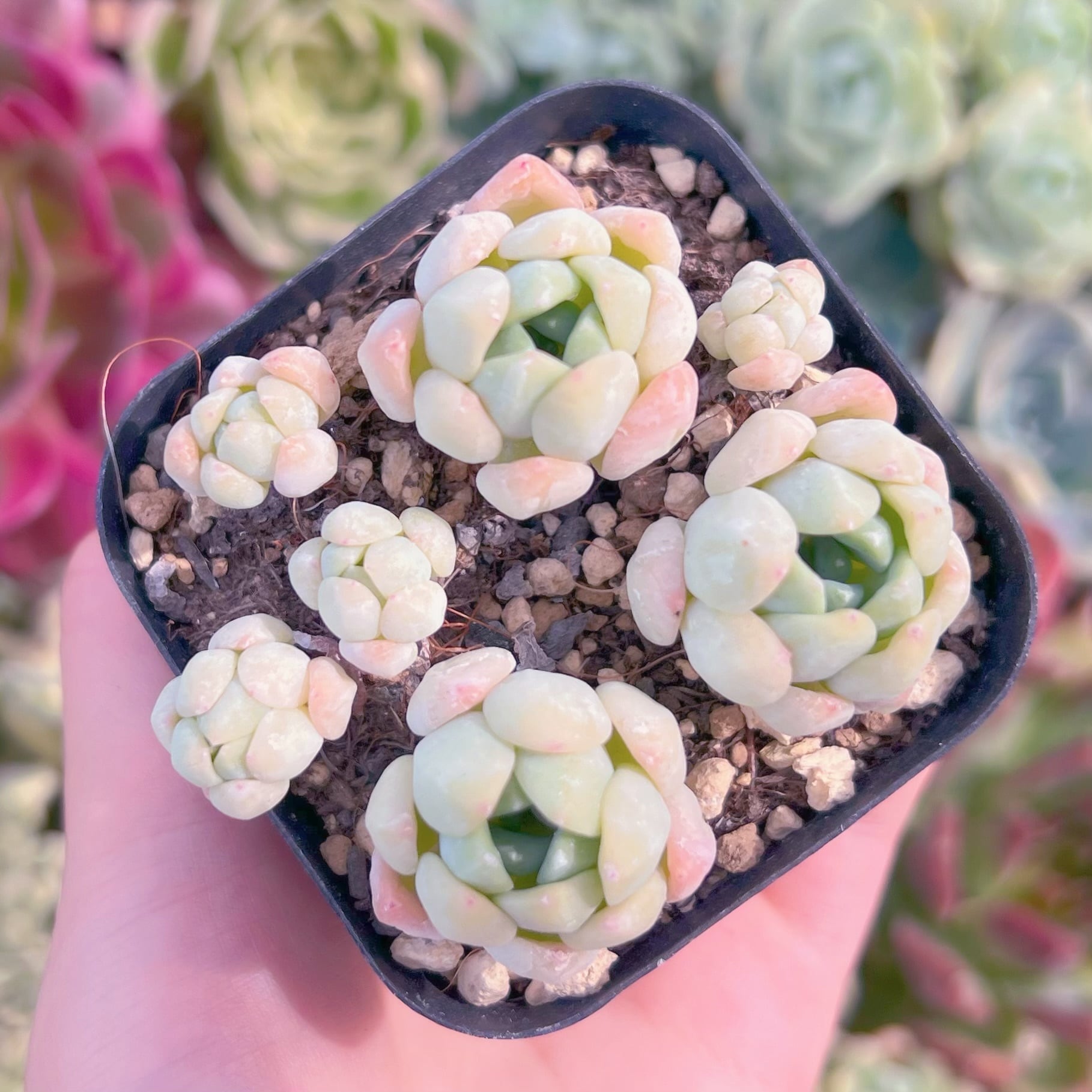 現品　玉環#C05　古株   るる農園