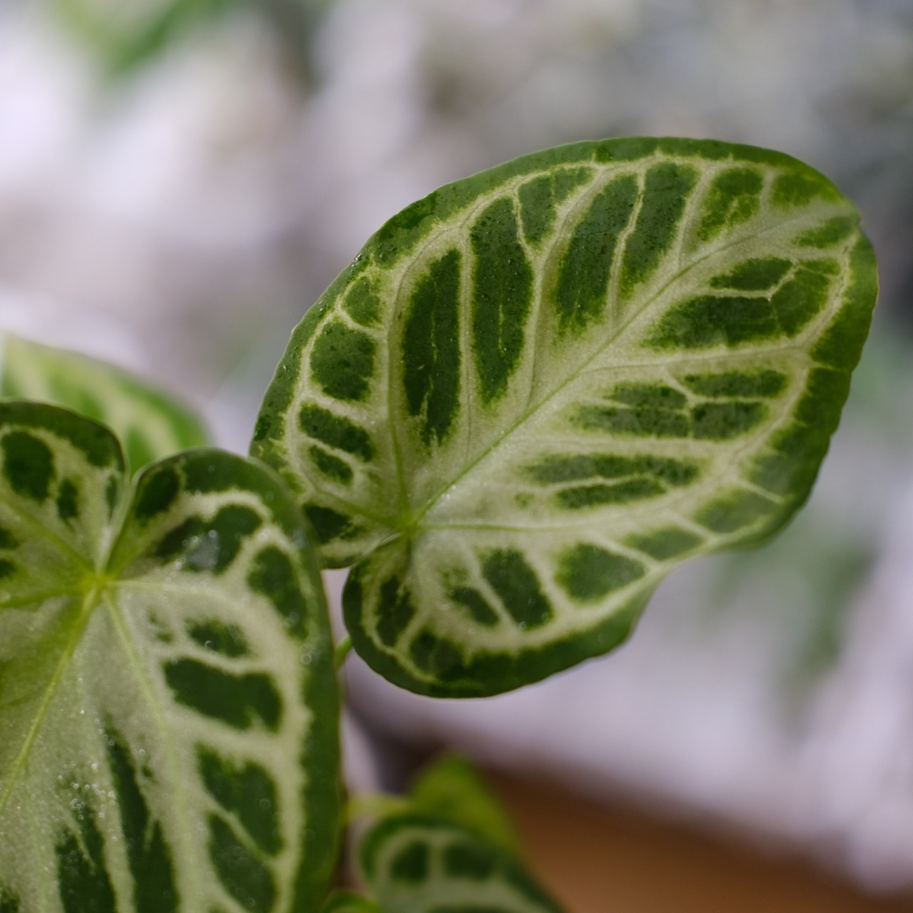 アンスリウム ドラヤキ × シルバーブラッシュ / Anthurium Dorayaki × Anthurium Silver brush⑫/ 観葉植物<育て方・花言葉>