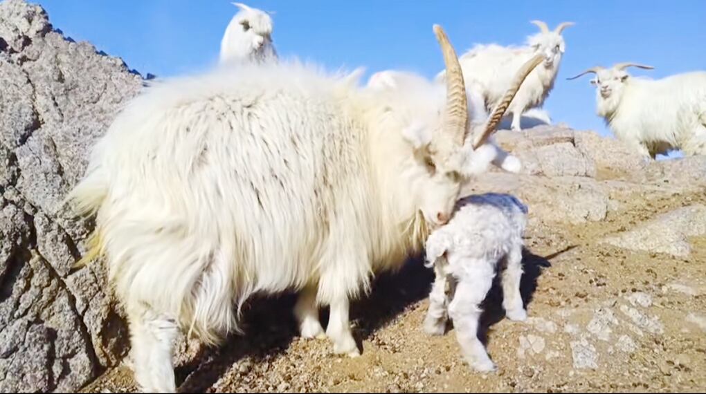 No 25 カシミヤ糸 内モンゴル アラシャン地区産 極細毛糸 2色展開 And Wool No 25 カシミヤ糸 内モンゴル アラシャン地区産 極細毛糸 2色展開 And Wool