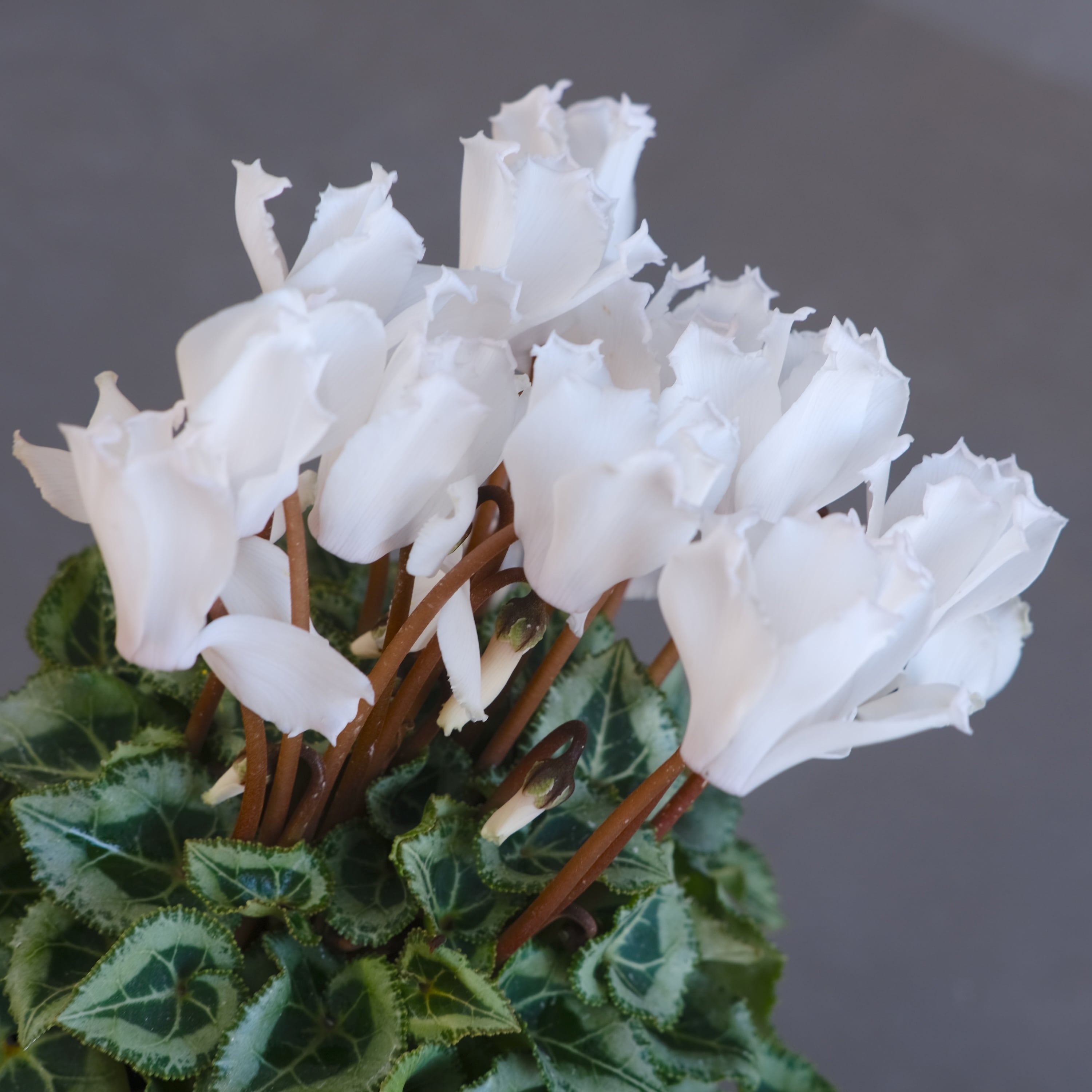 ガーデンシクラメン《 ブランシュネージュ 》軽井沢育ち 3号鉢