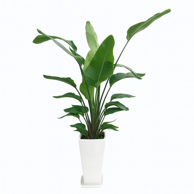 【お祝い・インテリア用】ストレリチア 10号 陶器鉢