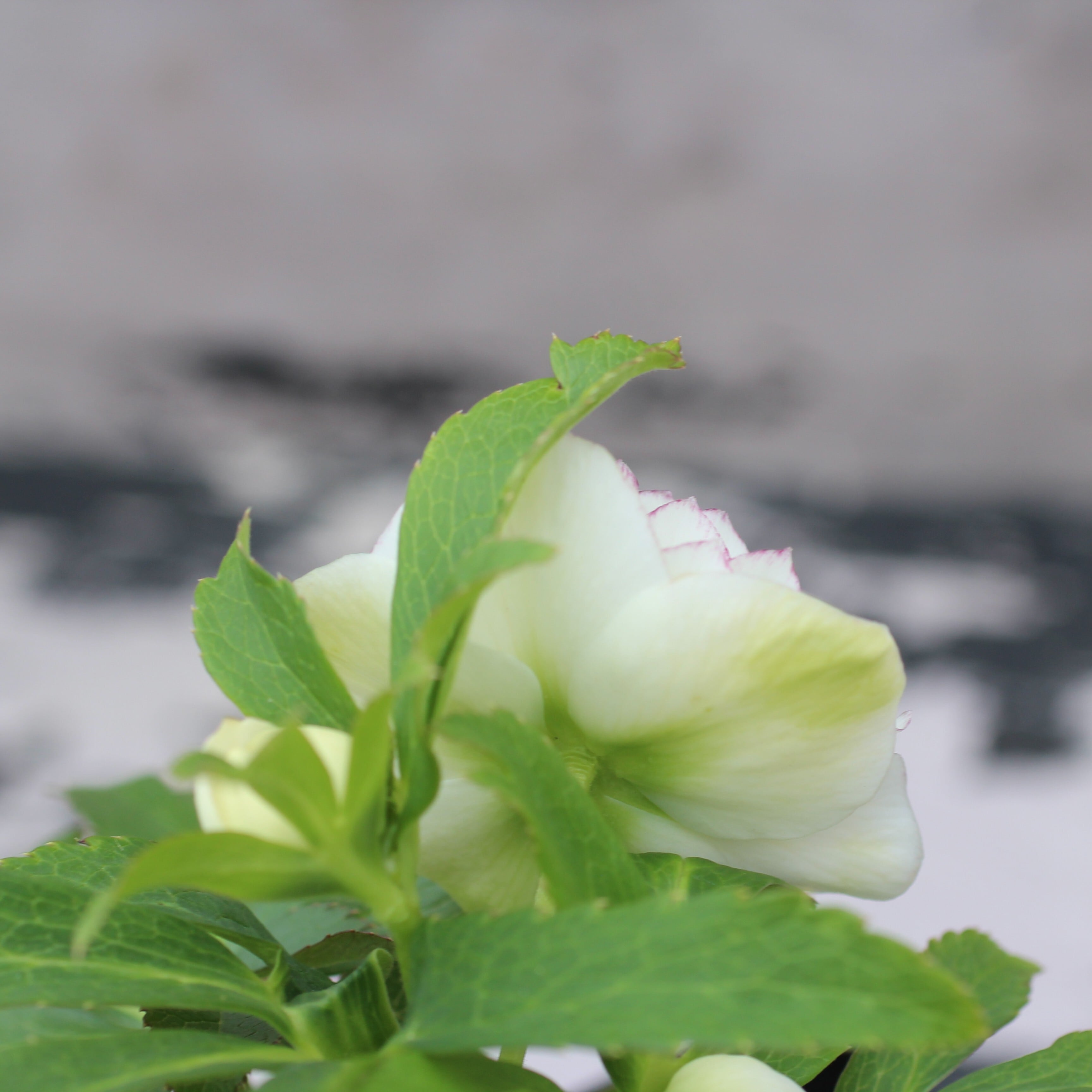 [取り置き]ウィンターさん専用 内田真礼 「UCHIDA MAAYA SEASONʼS GREETINGS BOX 2026」・「卓上