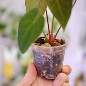 【希少】Anthurium Ace of Spades / アンスリウム エース オブ スペード⑧│観葉植物