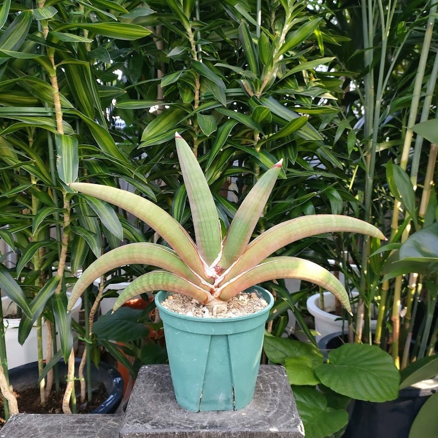 サンスベリア sansevieria pfisterii