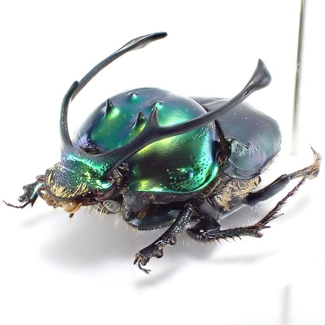 タンザニア産 Proagoderus ramosicornis ♂ 11mm