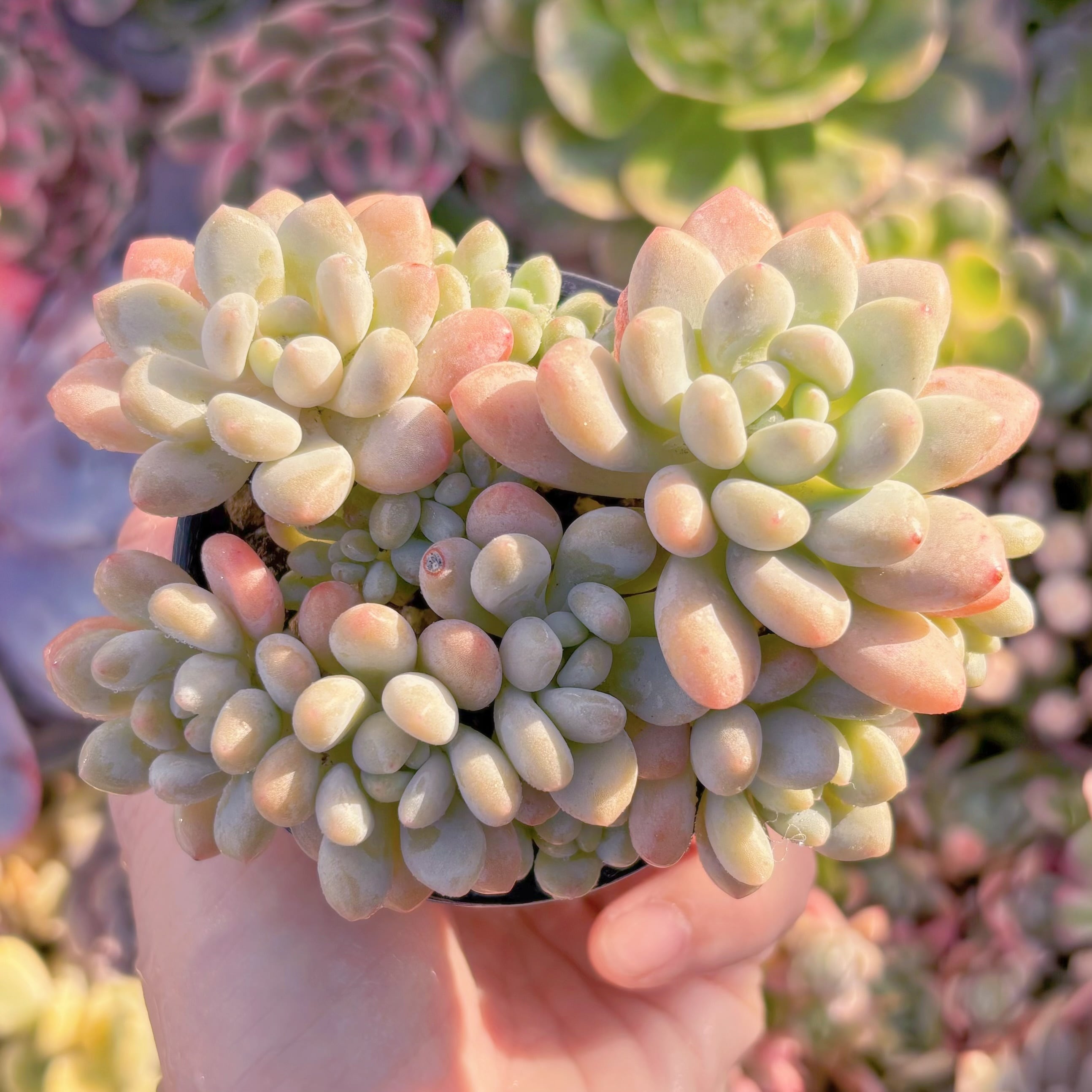 現品　Daphne#A075　群生　るる農園