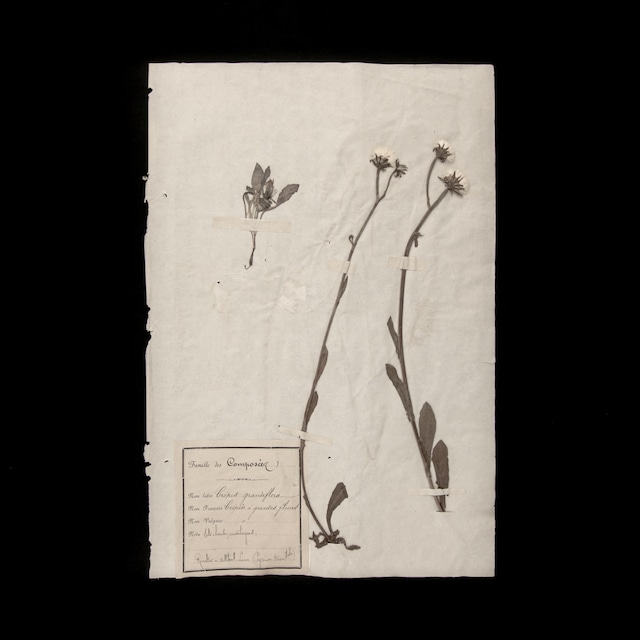 植物の標本 20, 欧州, 19世紀.