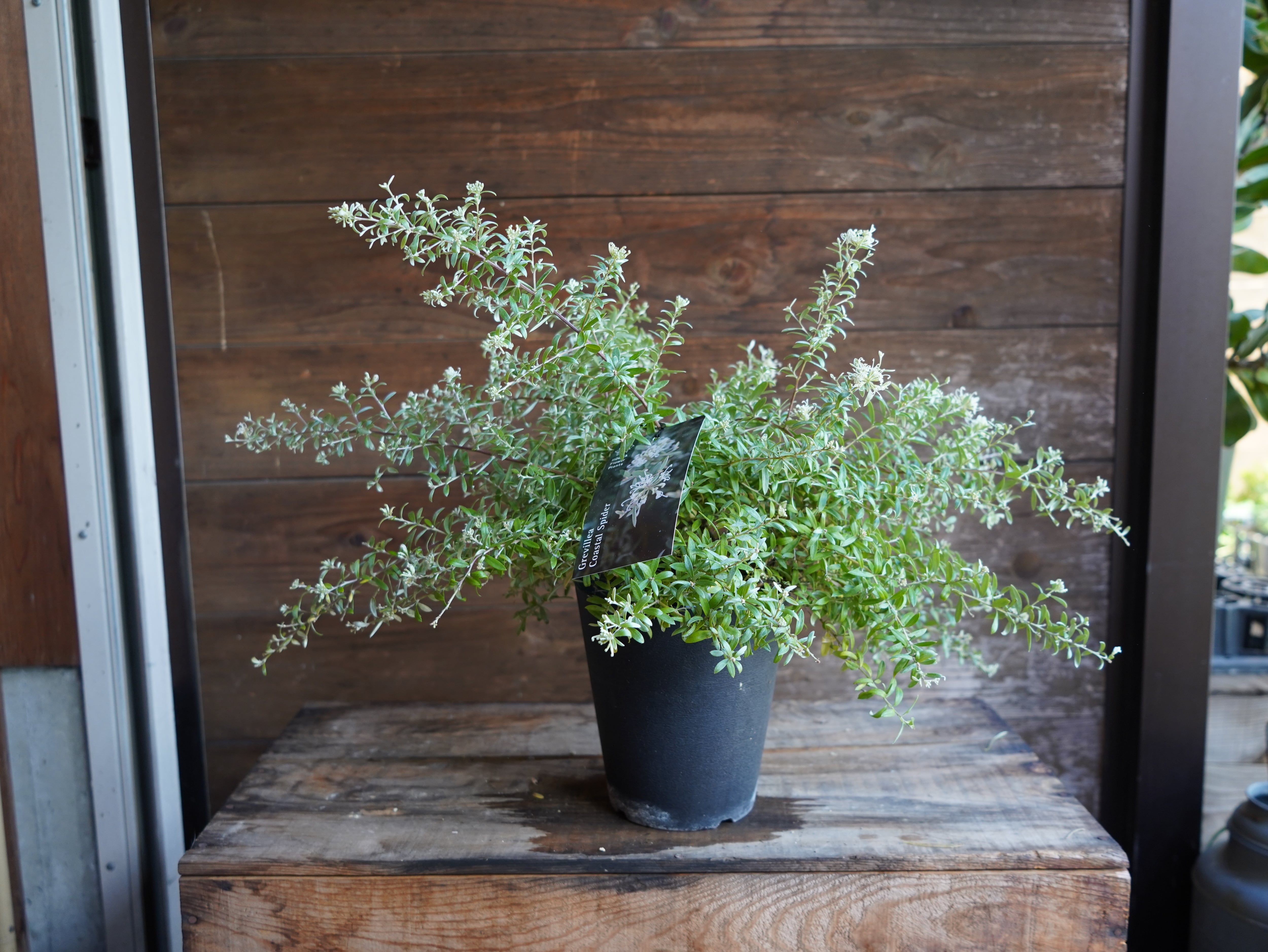 【現物】グレビレア　”コースタルスパイダー”　B