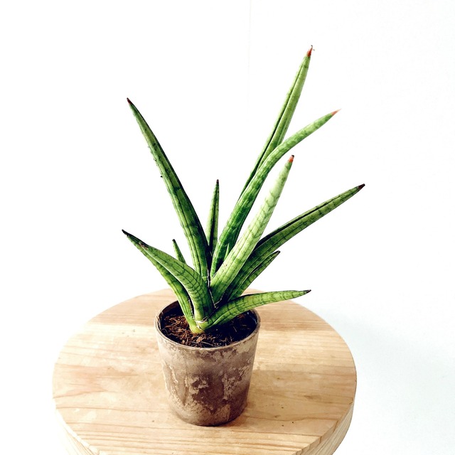 《希少》サンスベリア ディグトラム calm cafe