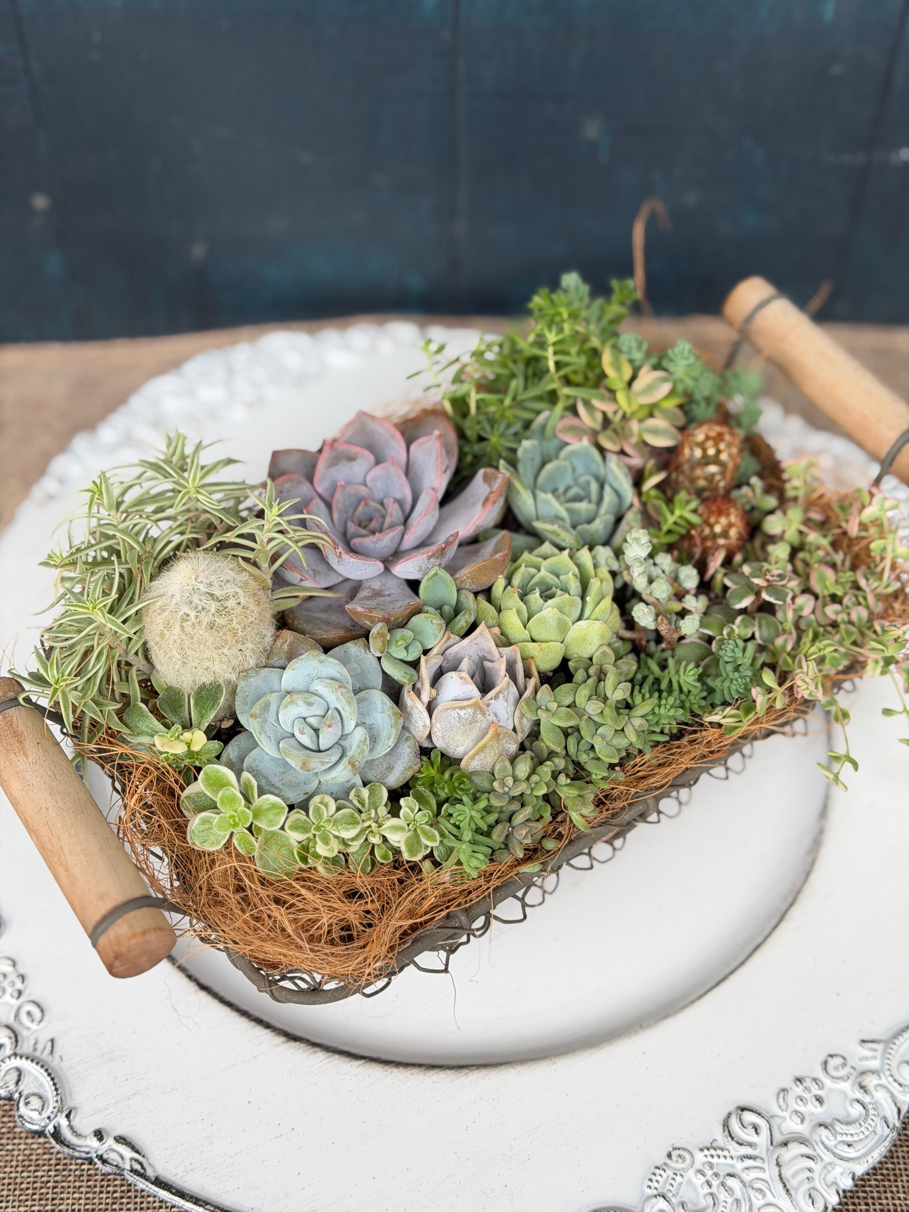 現物 多肉植物 ストロベリーミルク 特大 抜き苗 | PAY ID