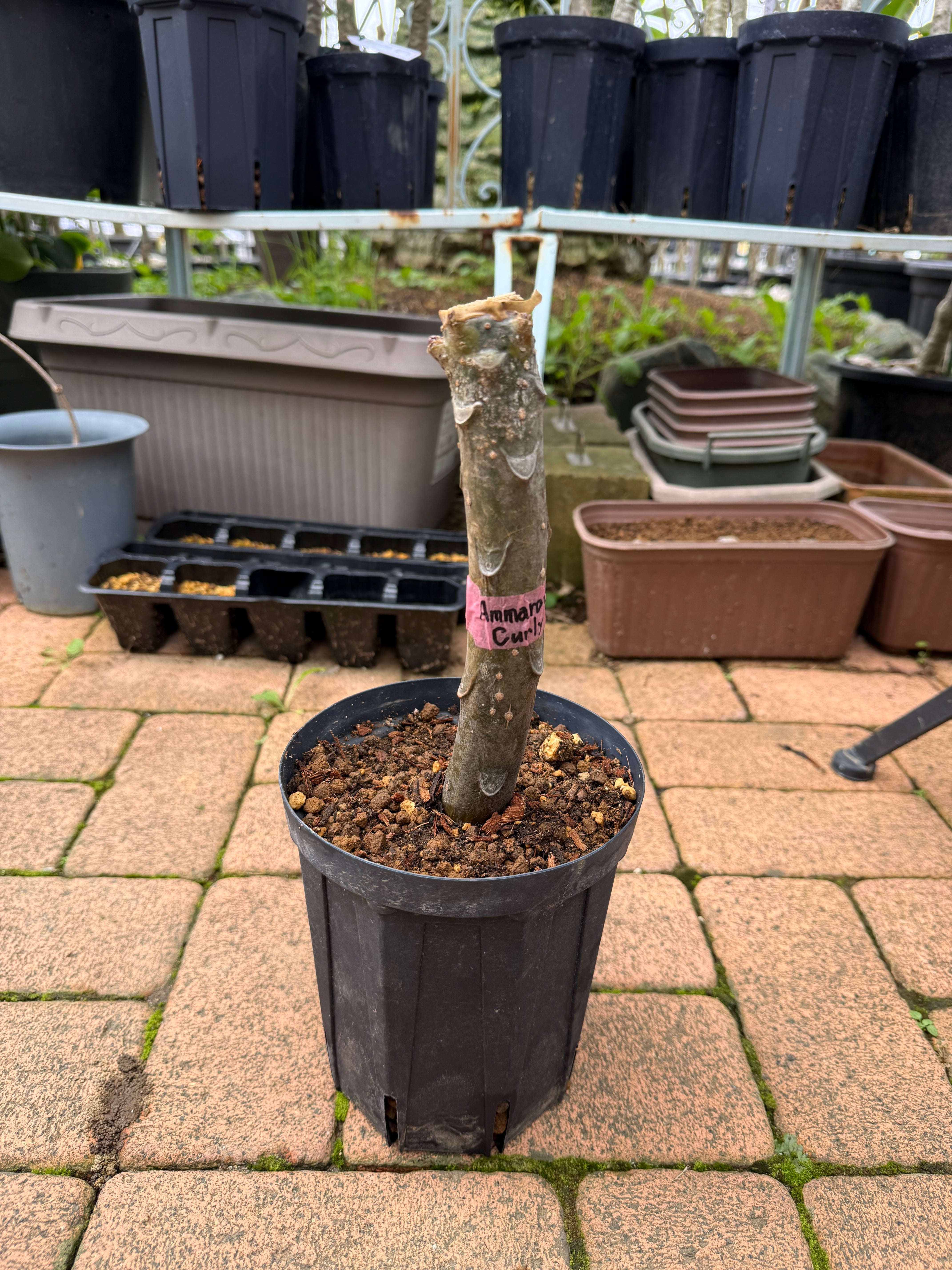 当園産】プルメリア希少品種“Ammaron's Curly White” 5号pot（発根苗