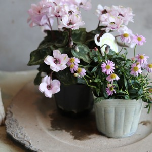 ブラキカム　パシフィックアイランド　ピンク　よく咲くお花　野原のような寄せ植え　自然な感じ　白いお花　寄せ植えにオススメ　宿根草、爽やかな寄せ植えに