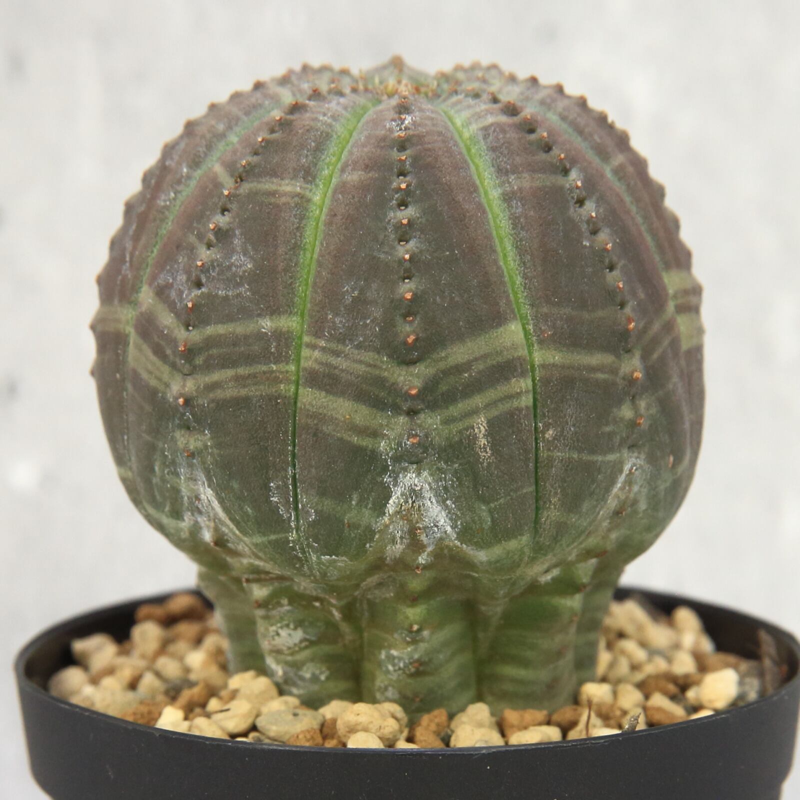 メス株 発根済み ユーフォルビア キノコ型 ミニオベサ 美形 Lighthouse Plants 海外実生株のオベサを中心に 輸入植物を扱うプランツ セレクトショップ