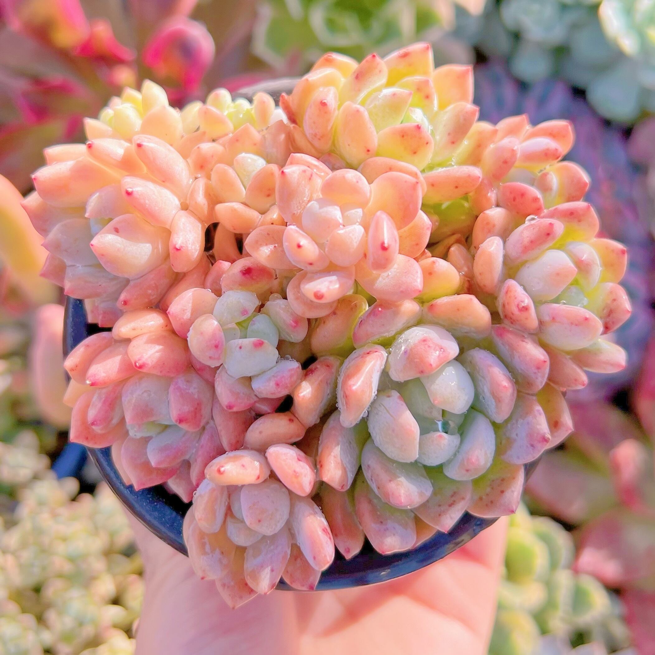 現品　プロリフェラxラウル#799   るる農園