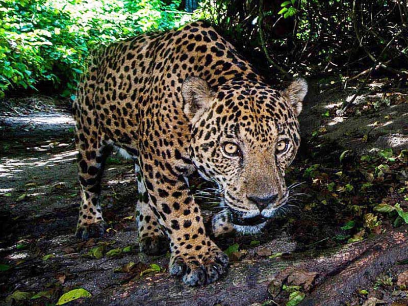 コスタリカ　ジャガーハニー