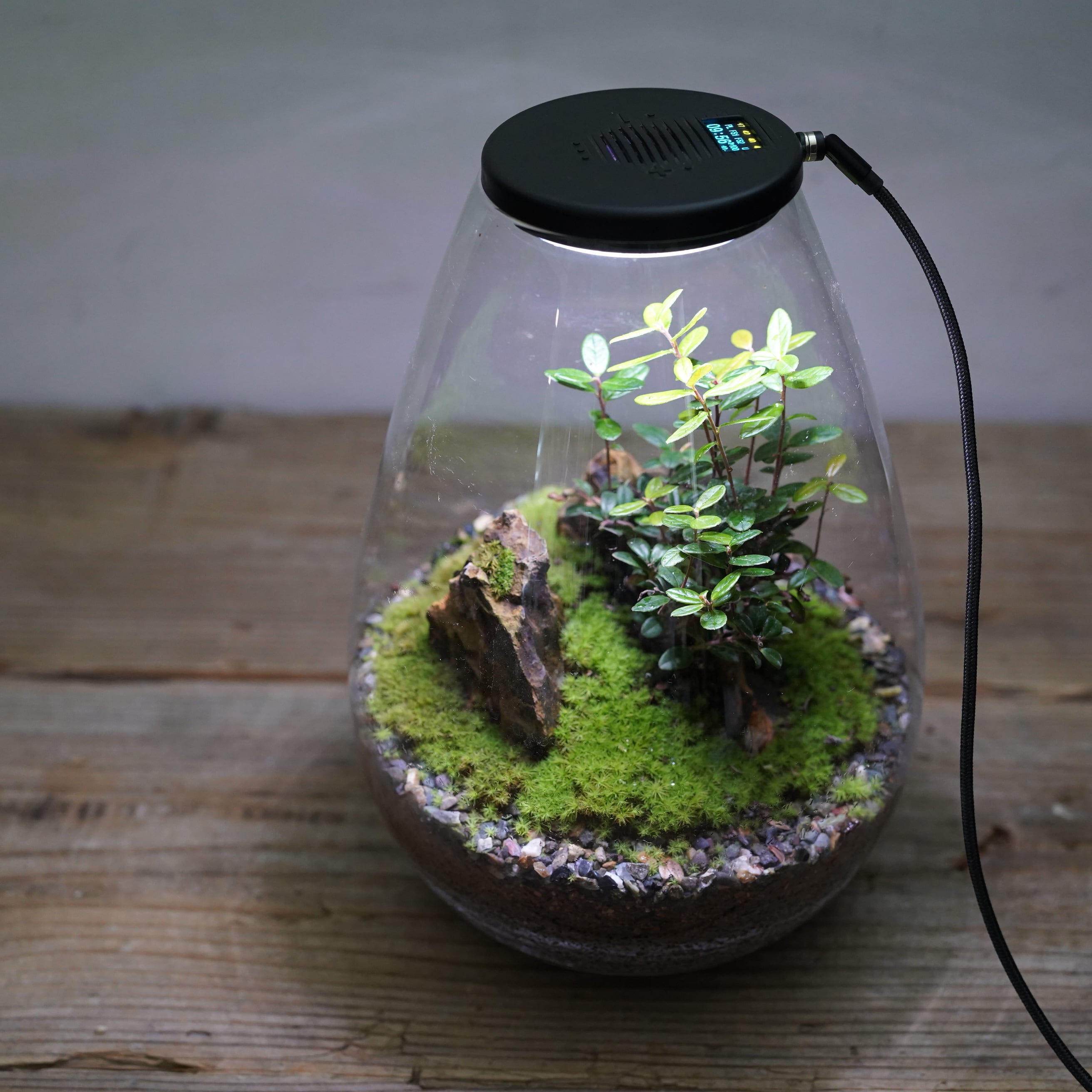 花梨(カリン)盆栽 SS019 花梨（カリン）盆栽 SS019 | Pay ID