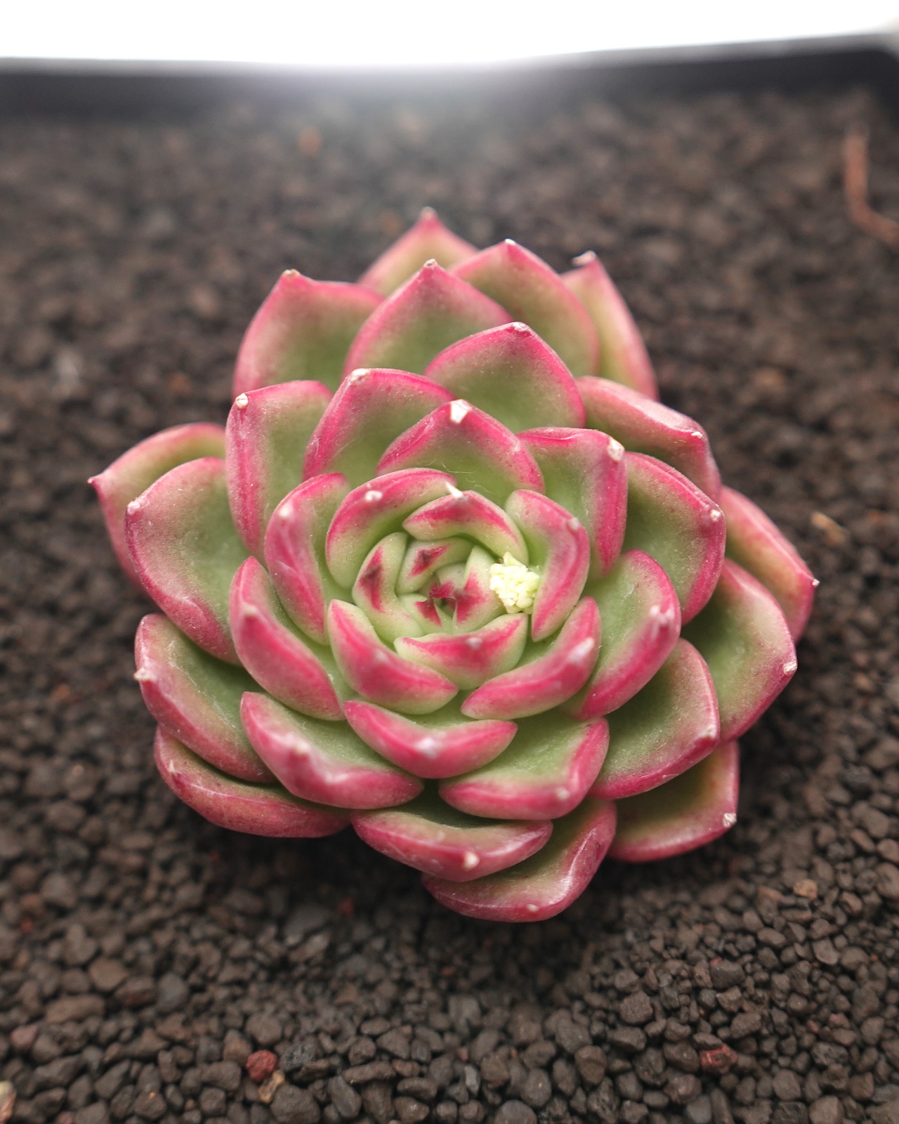 カット苗 アイブ Echeveria 'Ive'