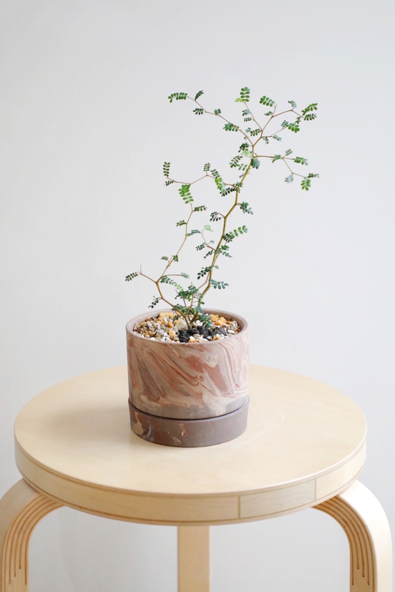 【S】ソフォラ リトルベイビー/Sophora prostrata Little Baby