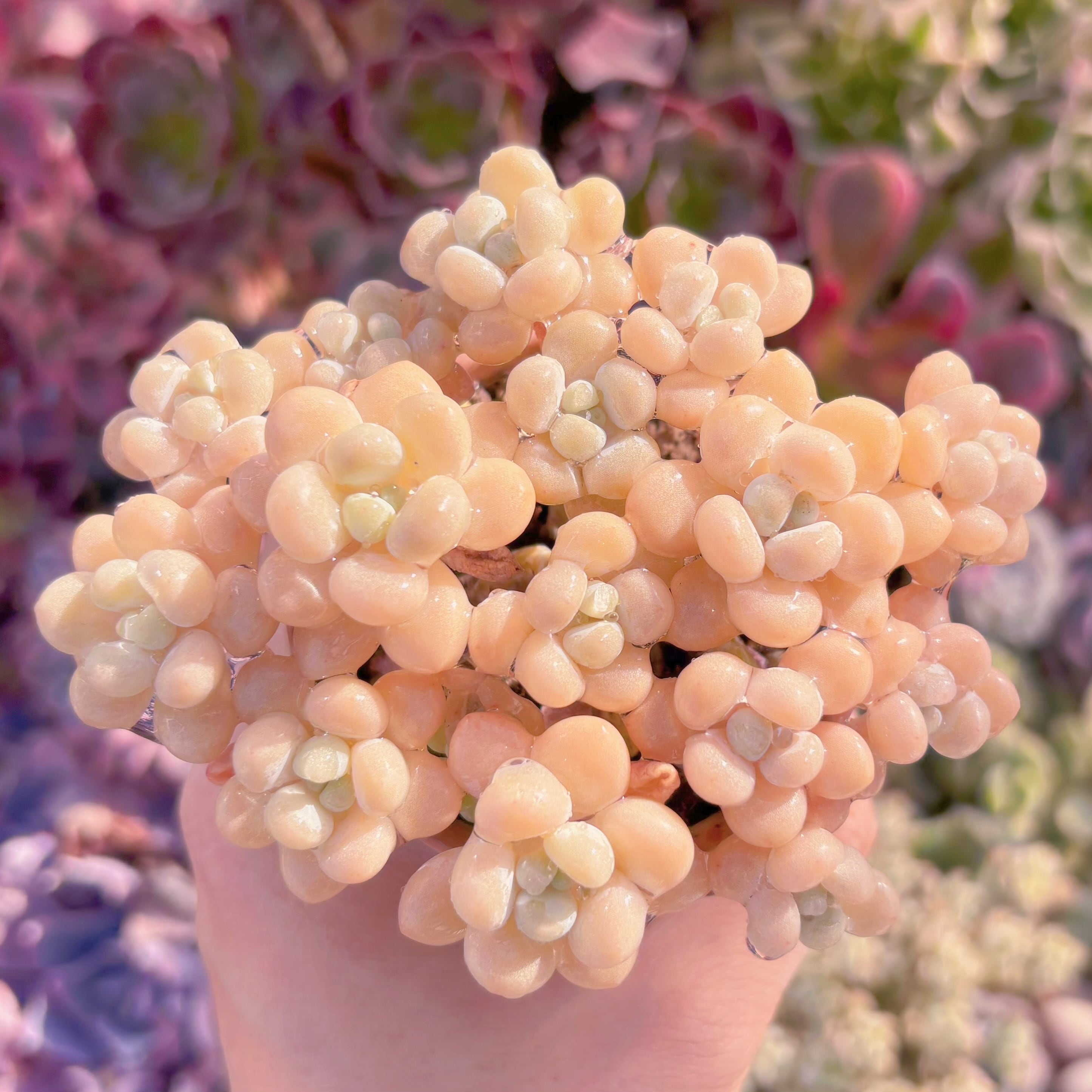 現品　パールミルク#687　群生　るる農園